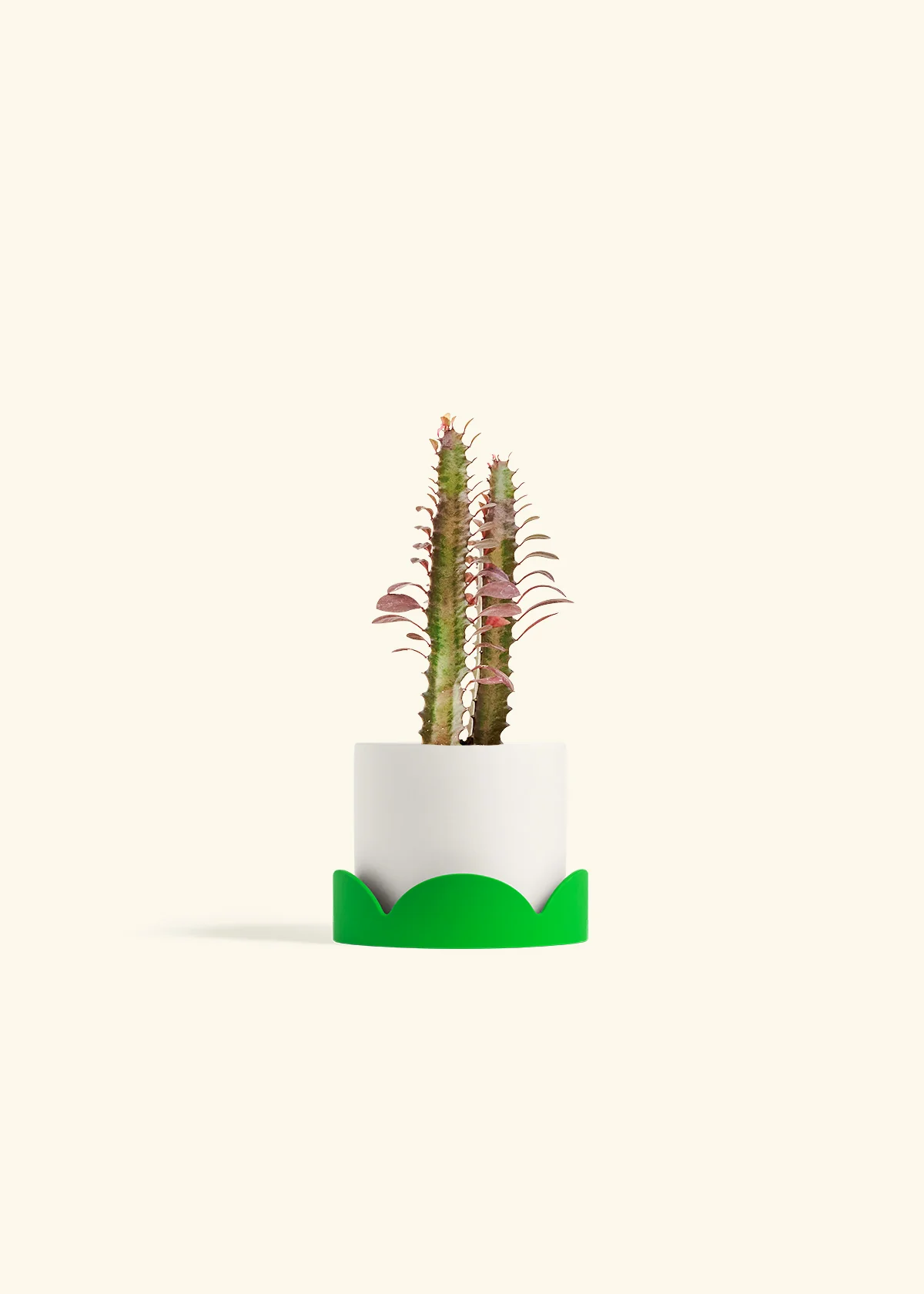 African Milk Tree, Small - Image 21