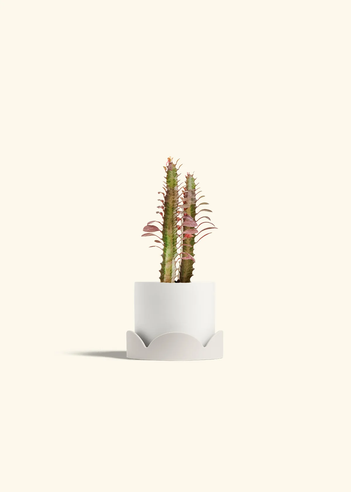 African Milk Tree, Small - Image 22