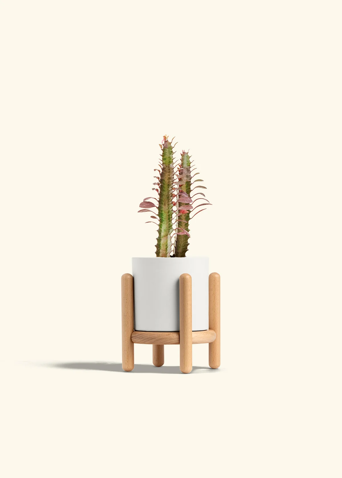 African Milk Tree, Small - Image 23