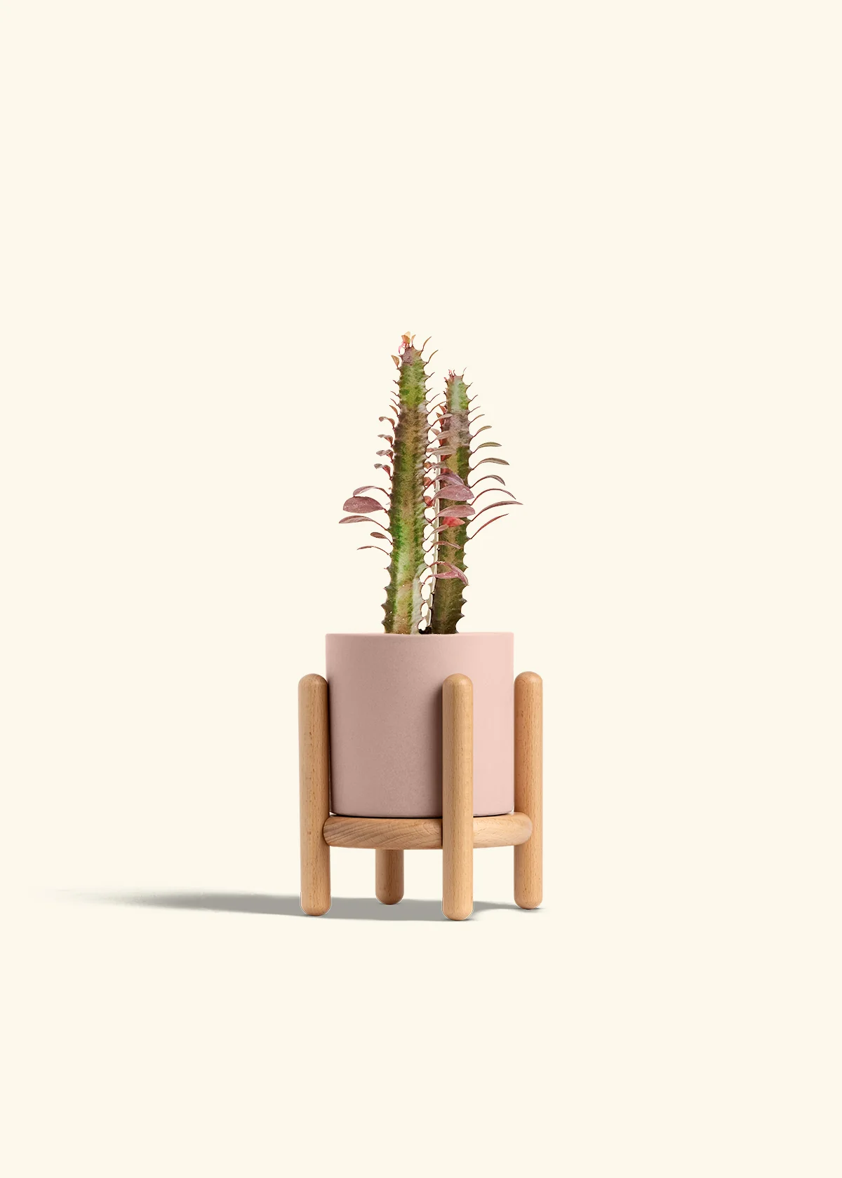 African Milk Tree, Small - Image 27