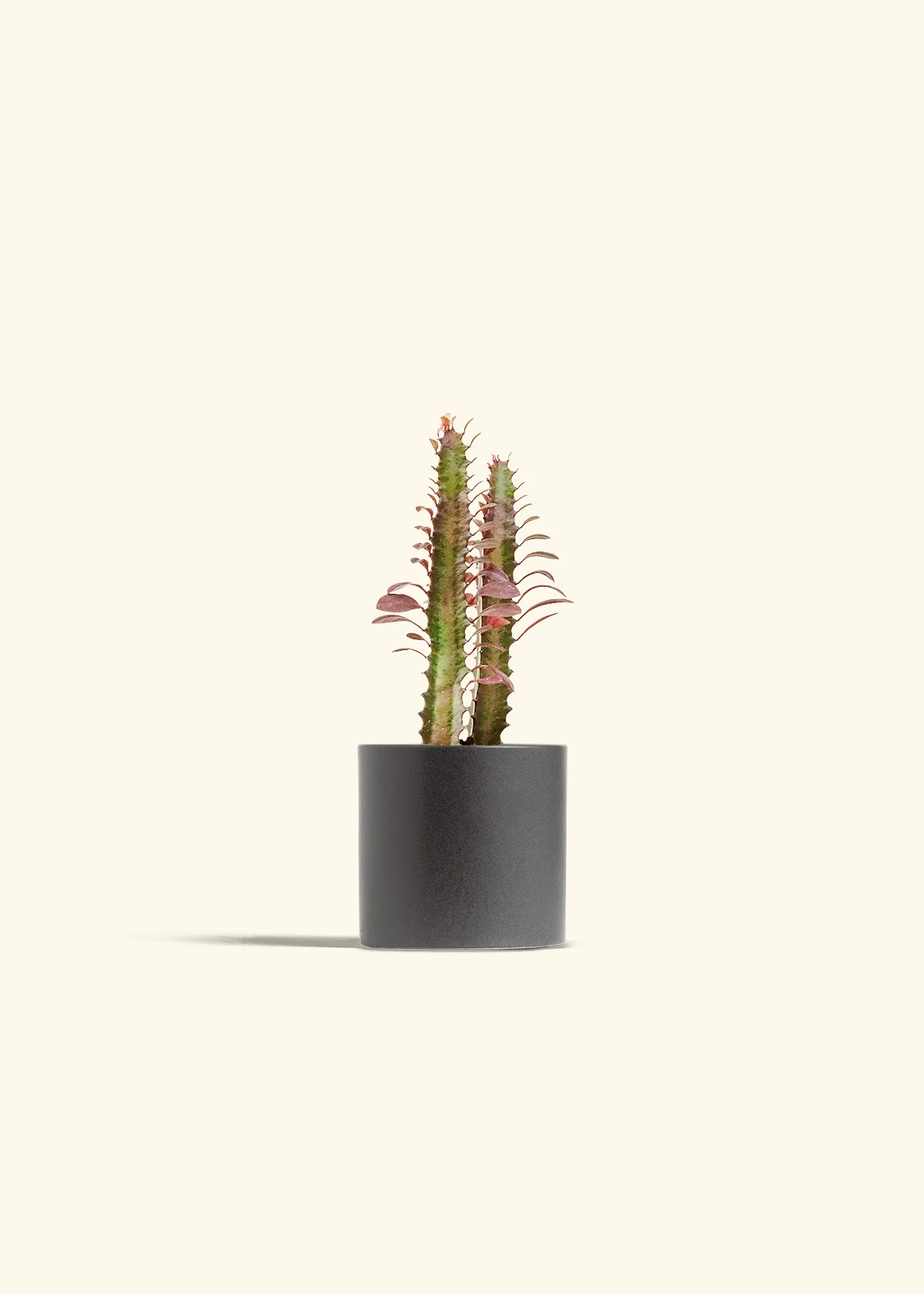 African Milk Tree, Small - Image 28