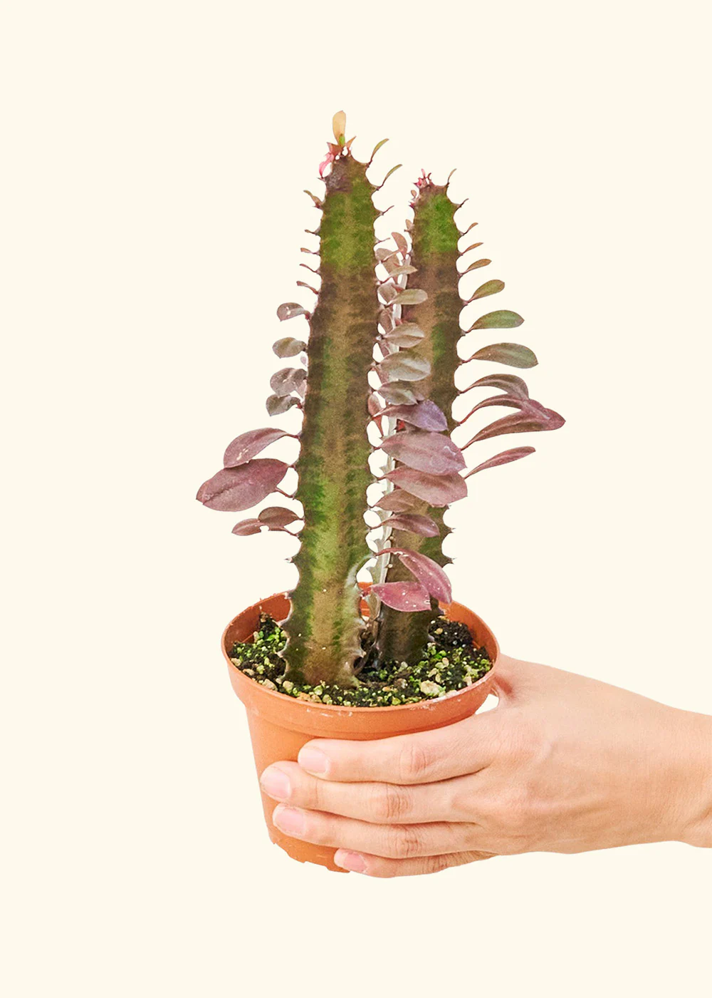 African Milk Tree, Small - Image 3