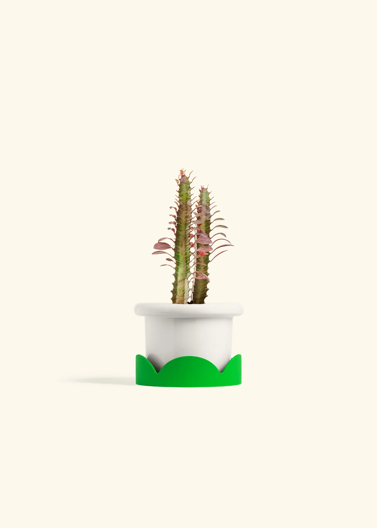 African Milk Tree, Small - Image 5