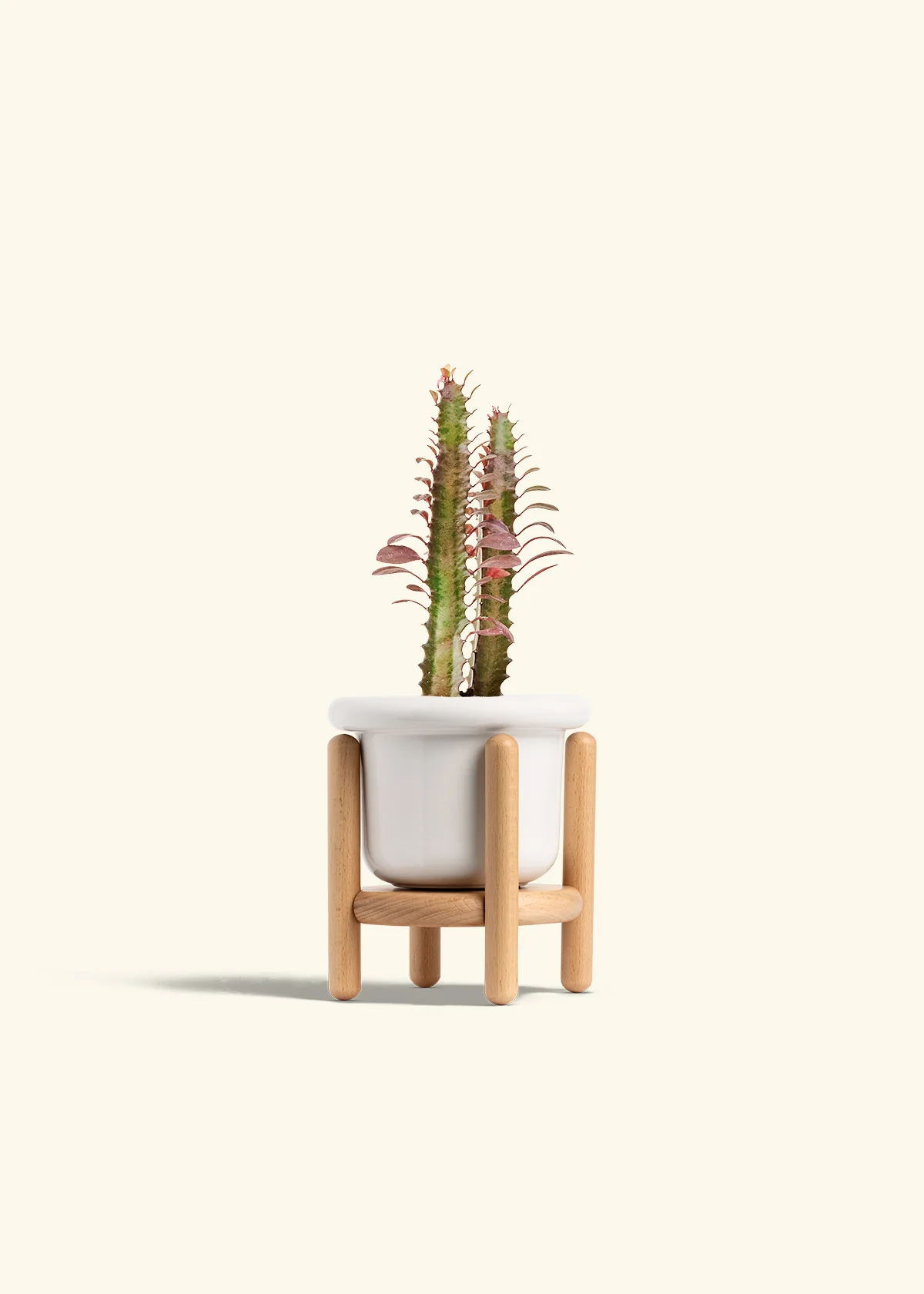 African Milk Tree, Small - Image 7