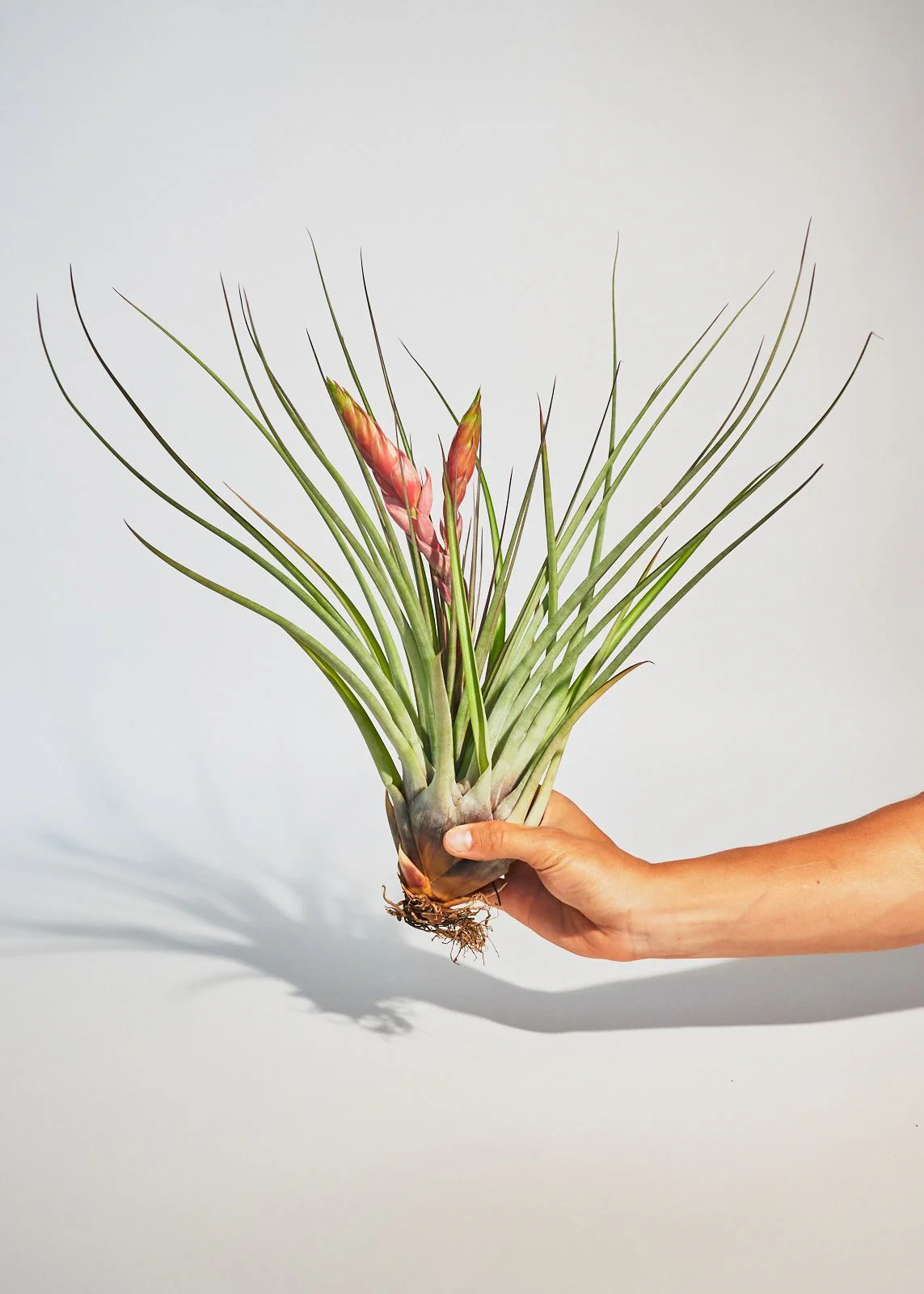Giant Air Plant - Image 3