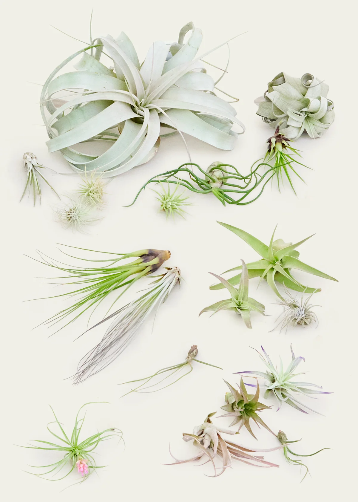 Mystery Air Plants, 5-Pack - Image 3