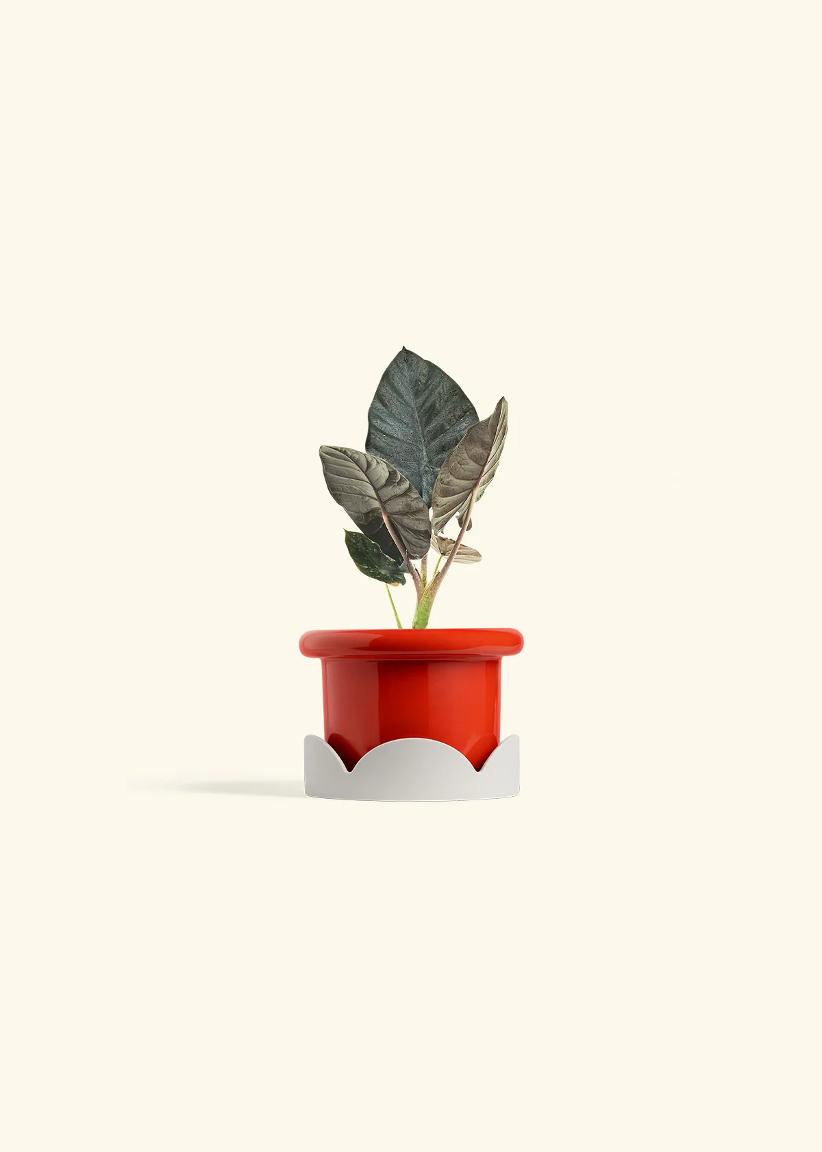 Alocasia 'Black Panther', Small - Image 14