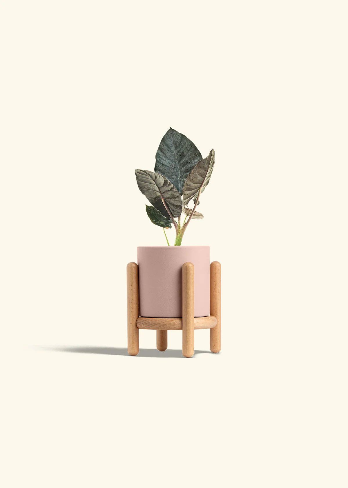 Alocasia 'Black Panther', Small - Image 27