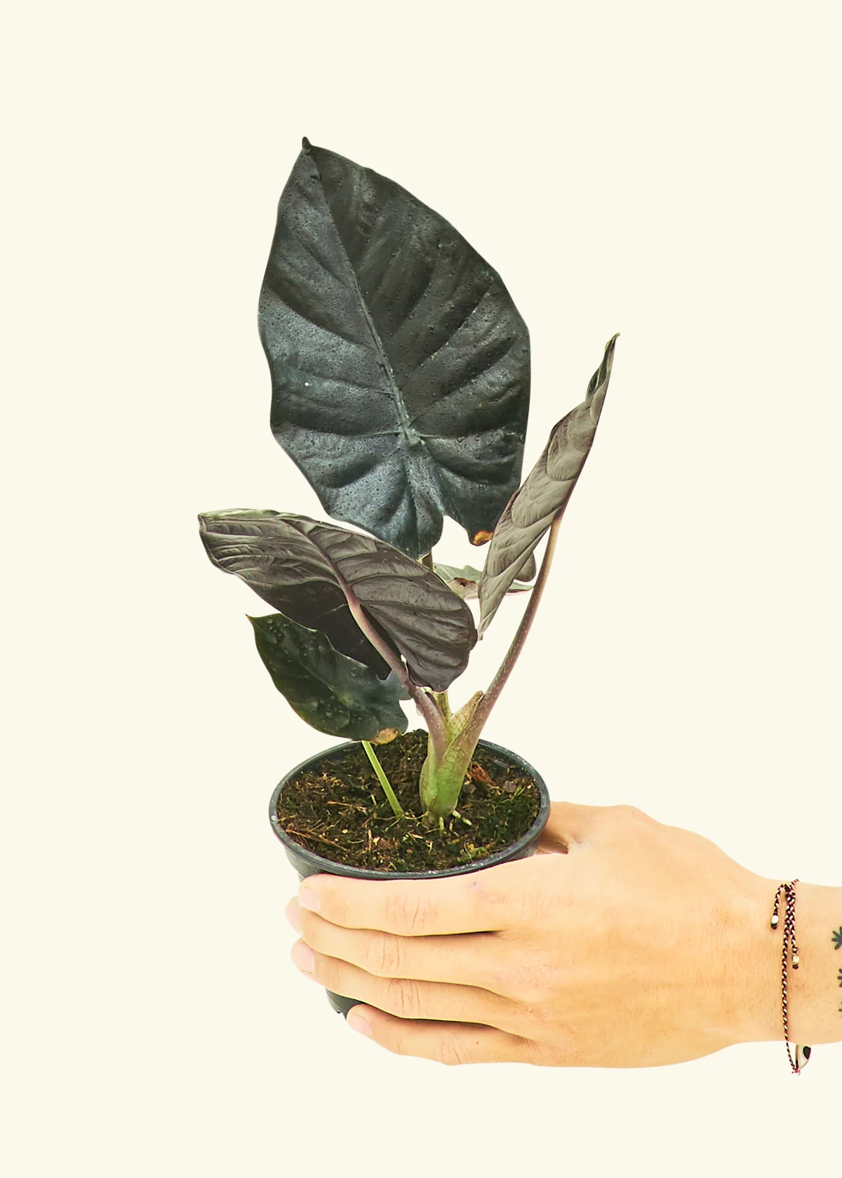 Alocasia 'Black Panther', Small - Image 3