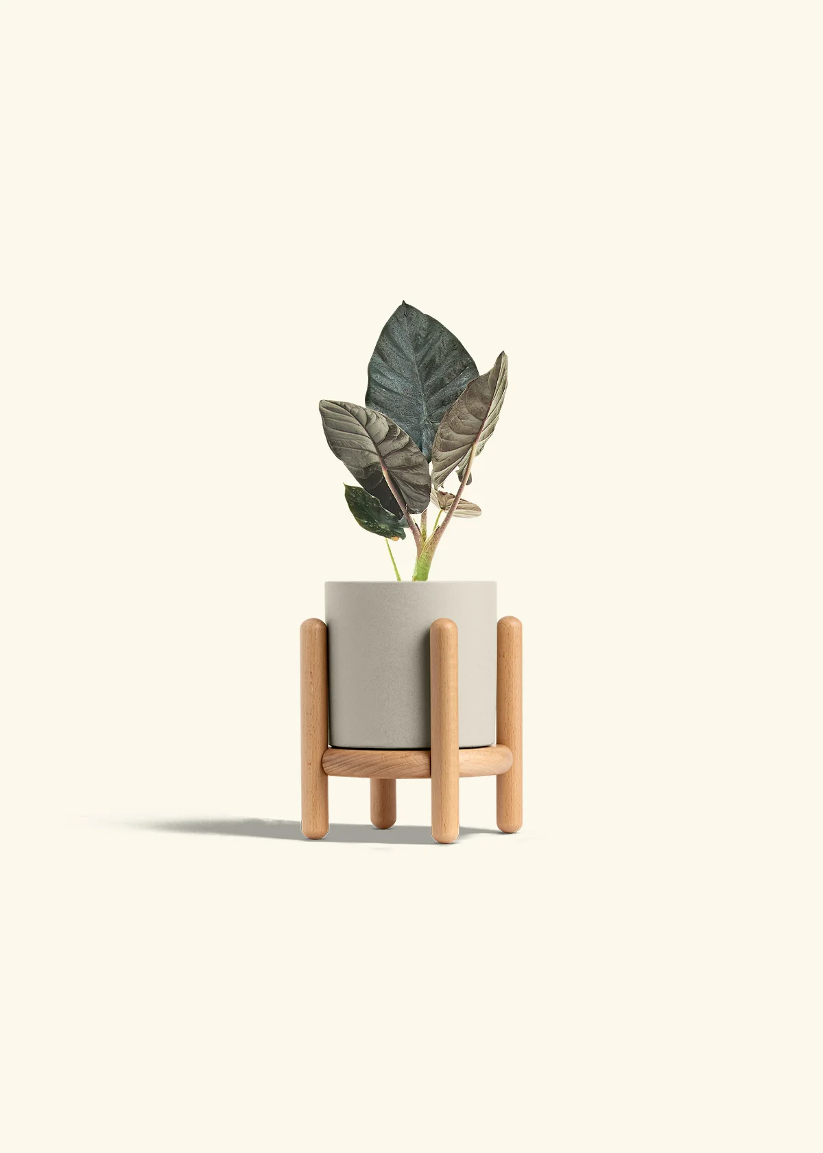 Alocasia 'Black Panther', Small - Image 35