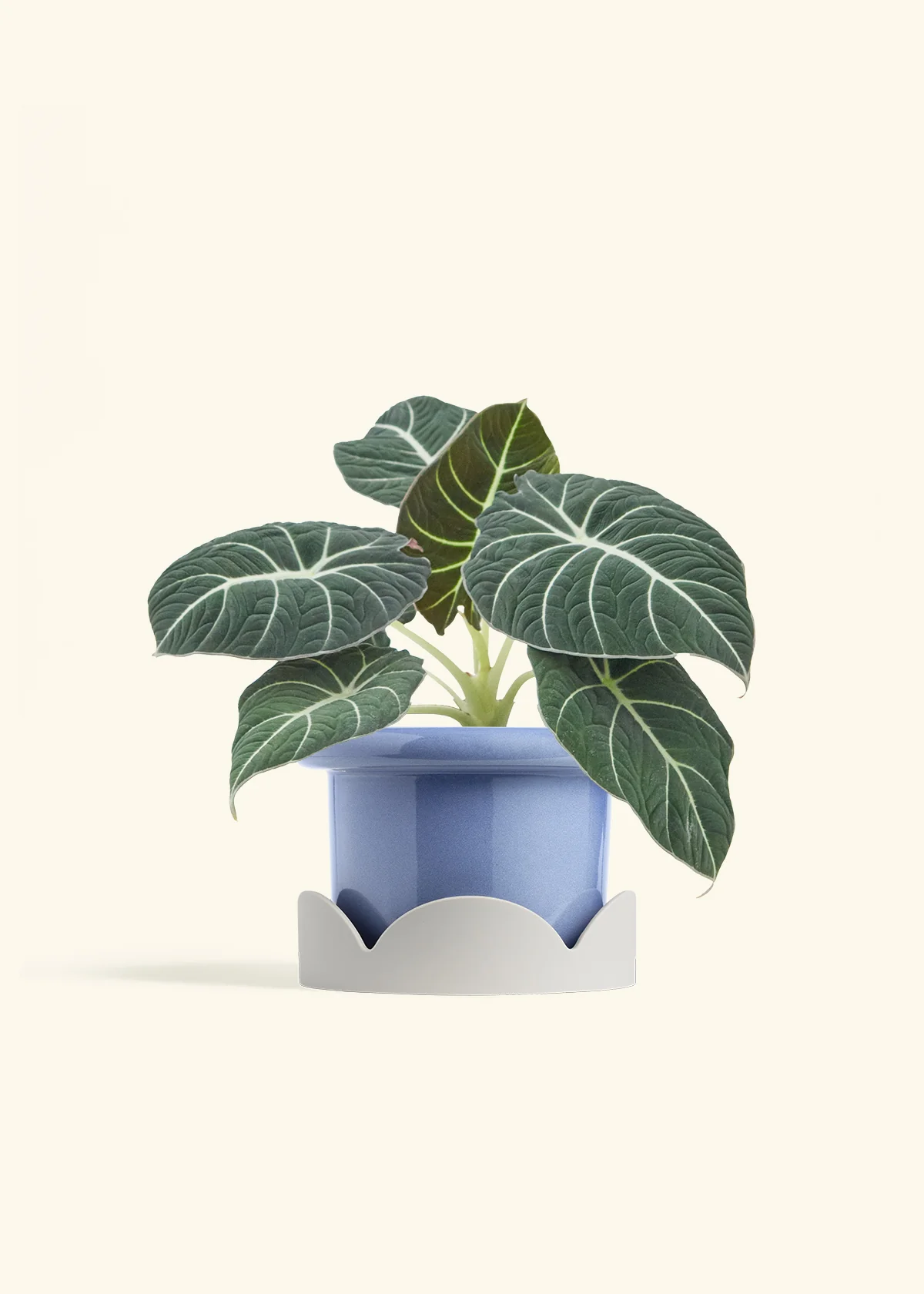 Alocasia 'Black Velvet', Medium - Image 10