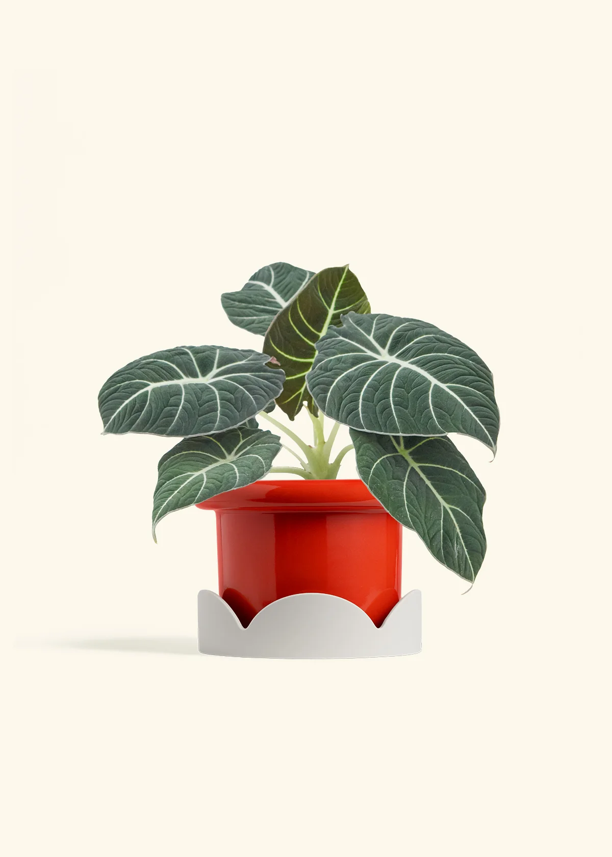 Alocasia 'Black Velvet', Medium - Image 14