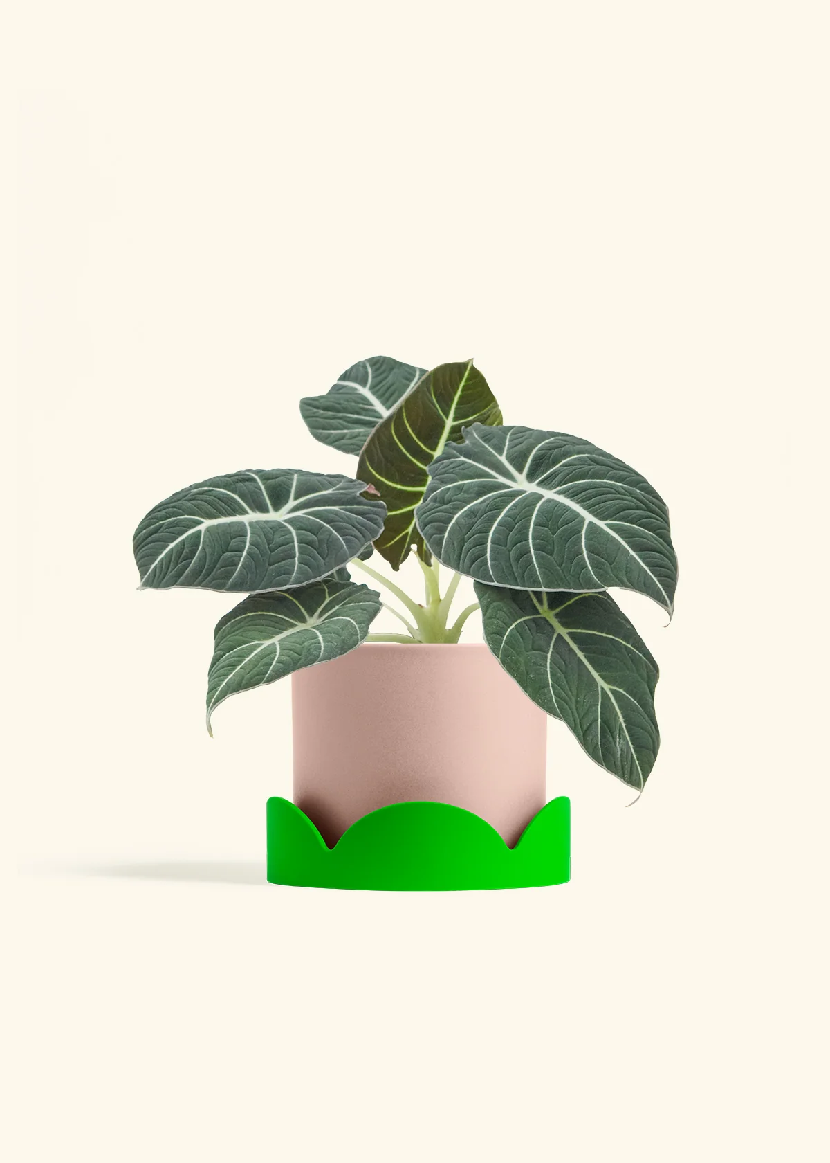 Alocasia 'Black Velvet', Medium - Image 25