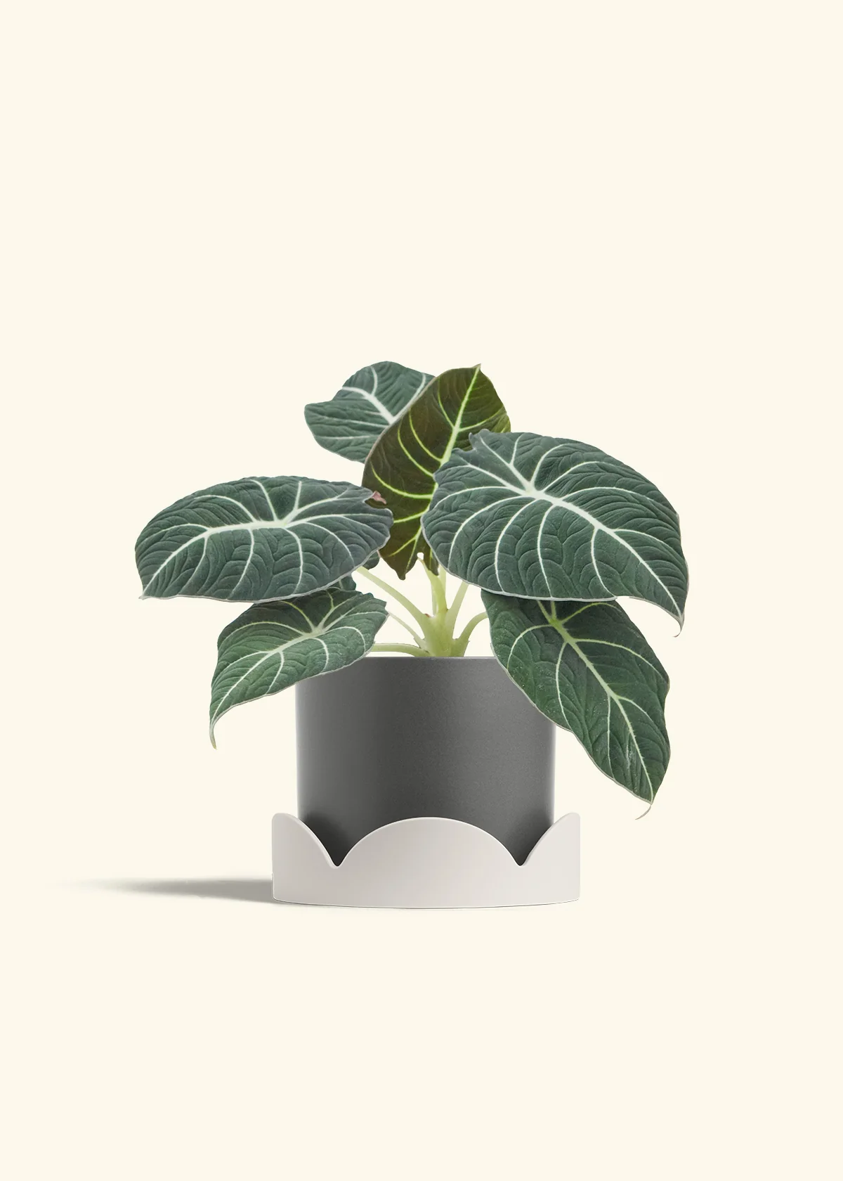 Alocasia 'Black Velvet', Medium - Image 29