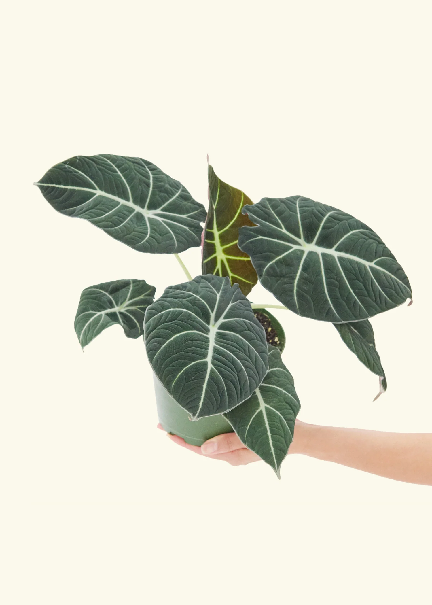 Alocasia 'Black Velvet', Medium - Image 3