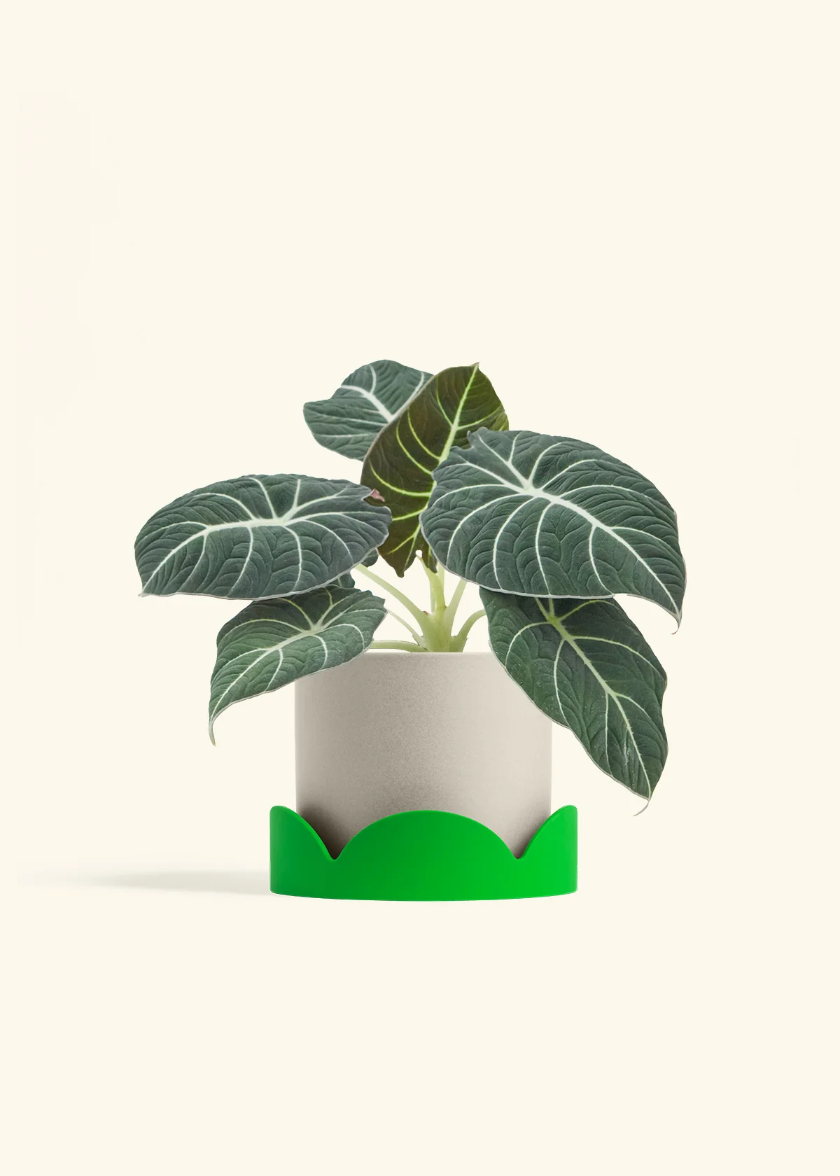 Alocasia 'Black Velvet', Medium - Image 30