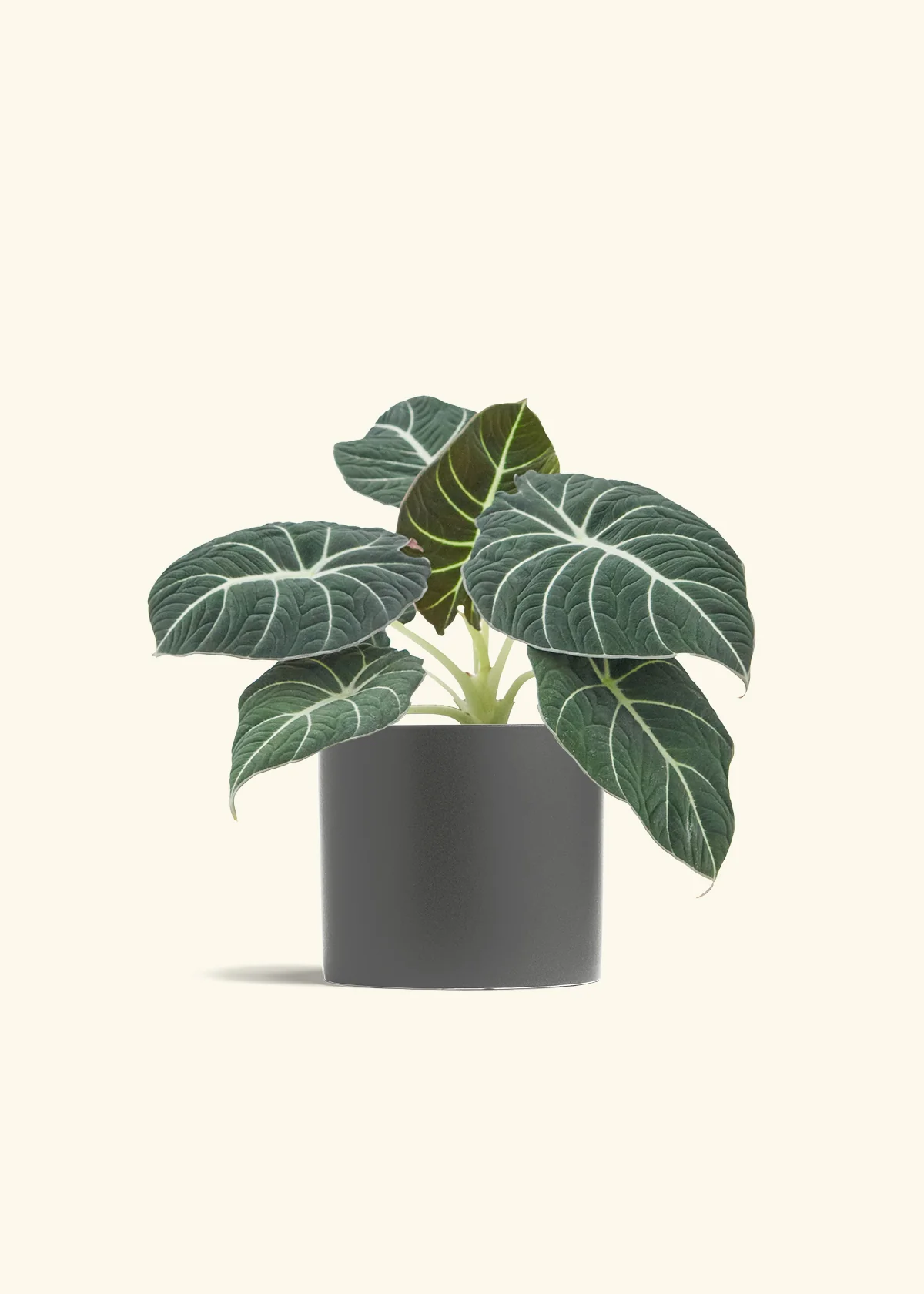 Alocasia 'Black Velvet', Medium - Image 32