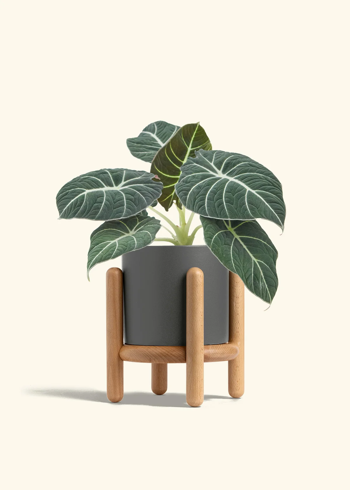 Alocasia 'Black Velvet', Medium - Image 33