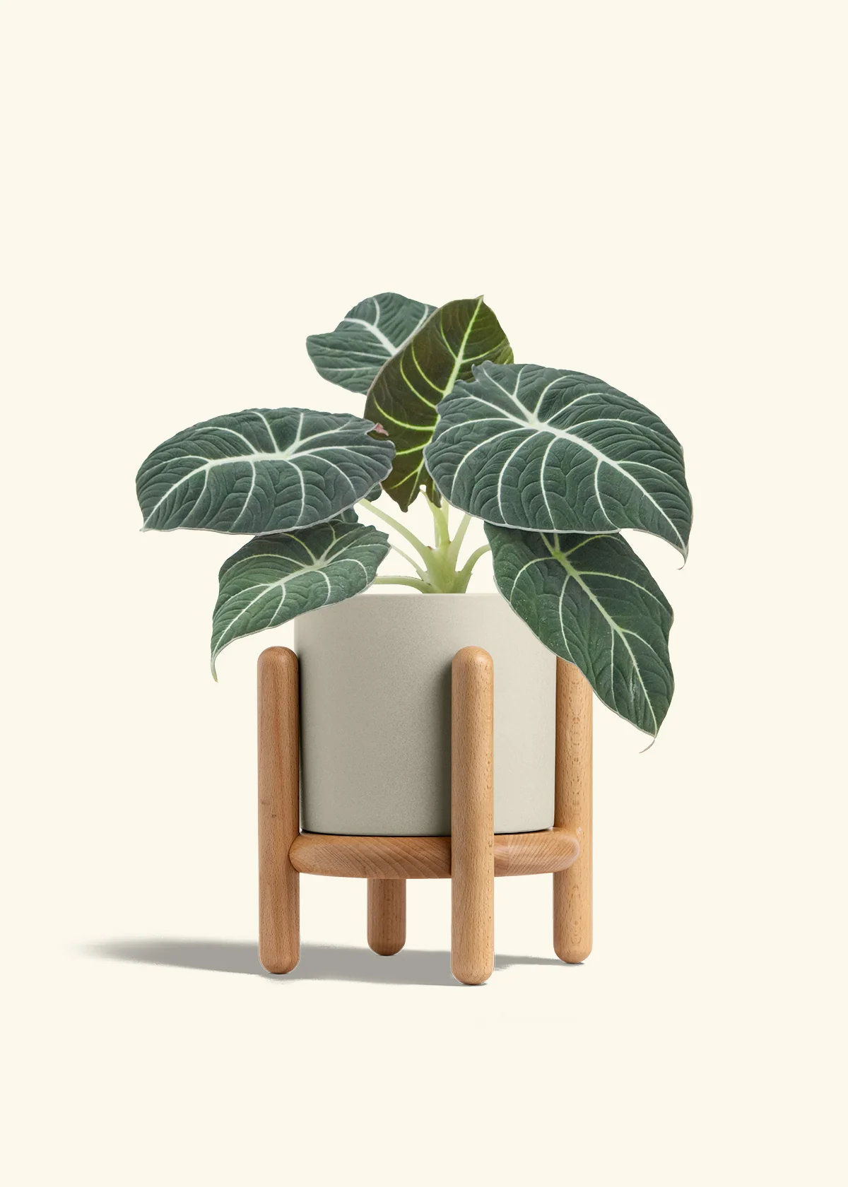 Alocasia 'Black Velvet', Medium - Image 35