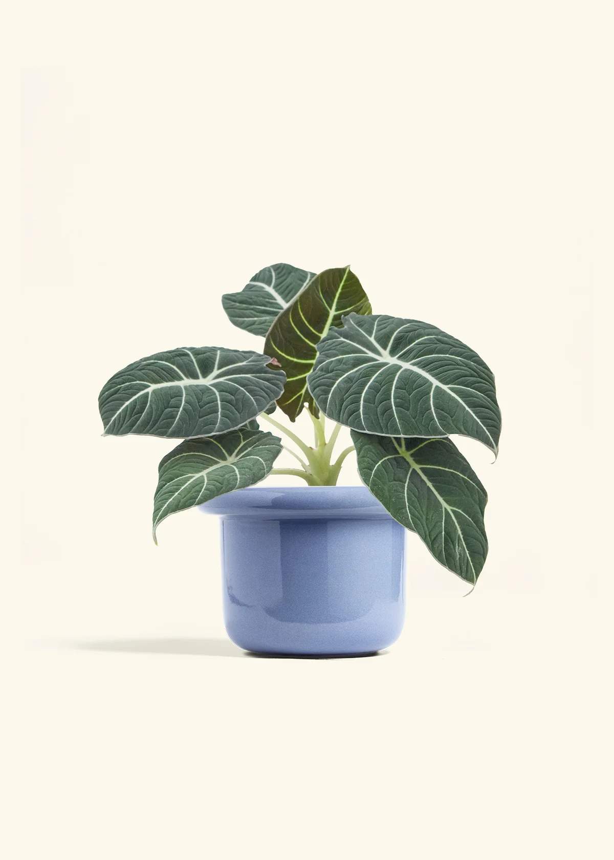 Alocasia 'Black Velvet', Medium - Image 8