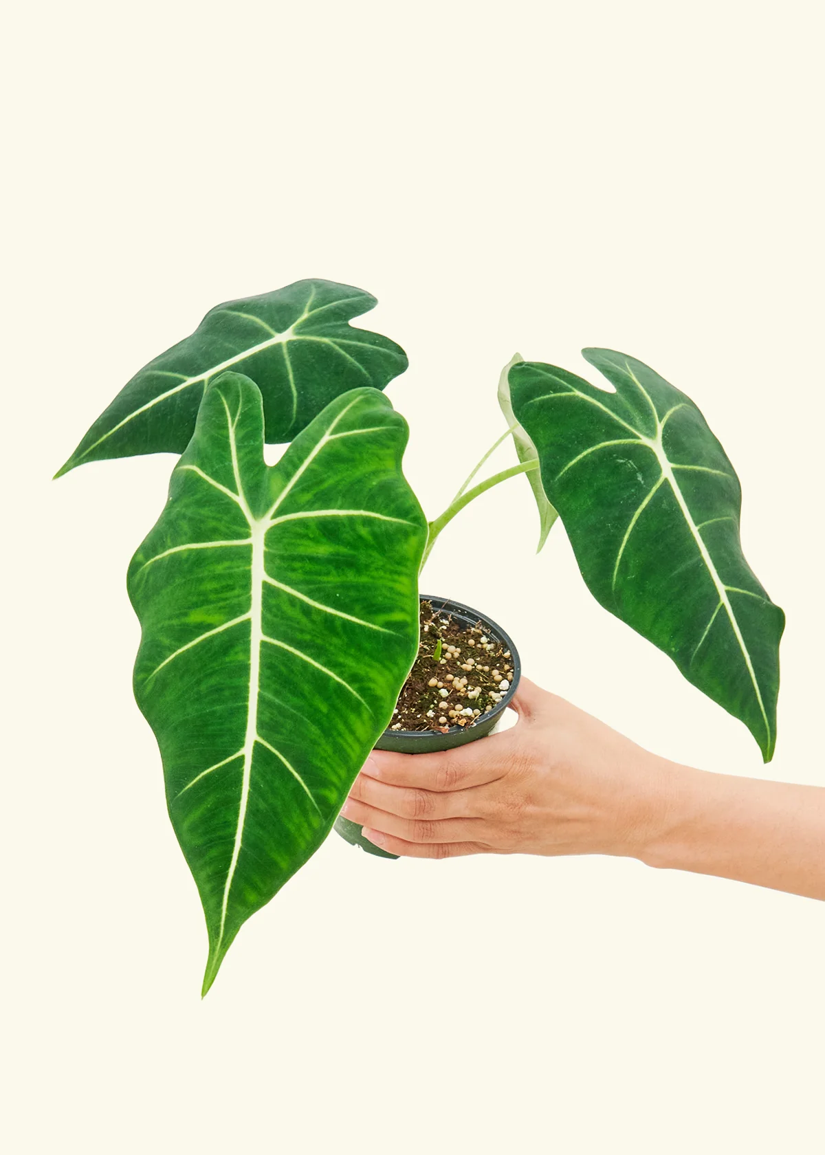 Alocasia 'Frydek', Small - Image 3