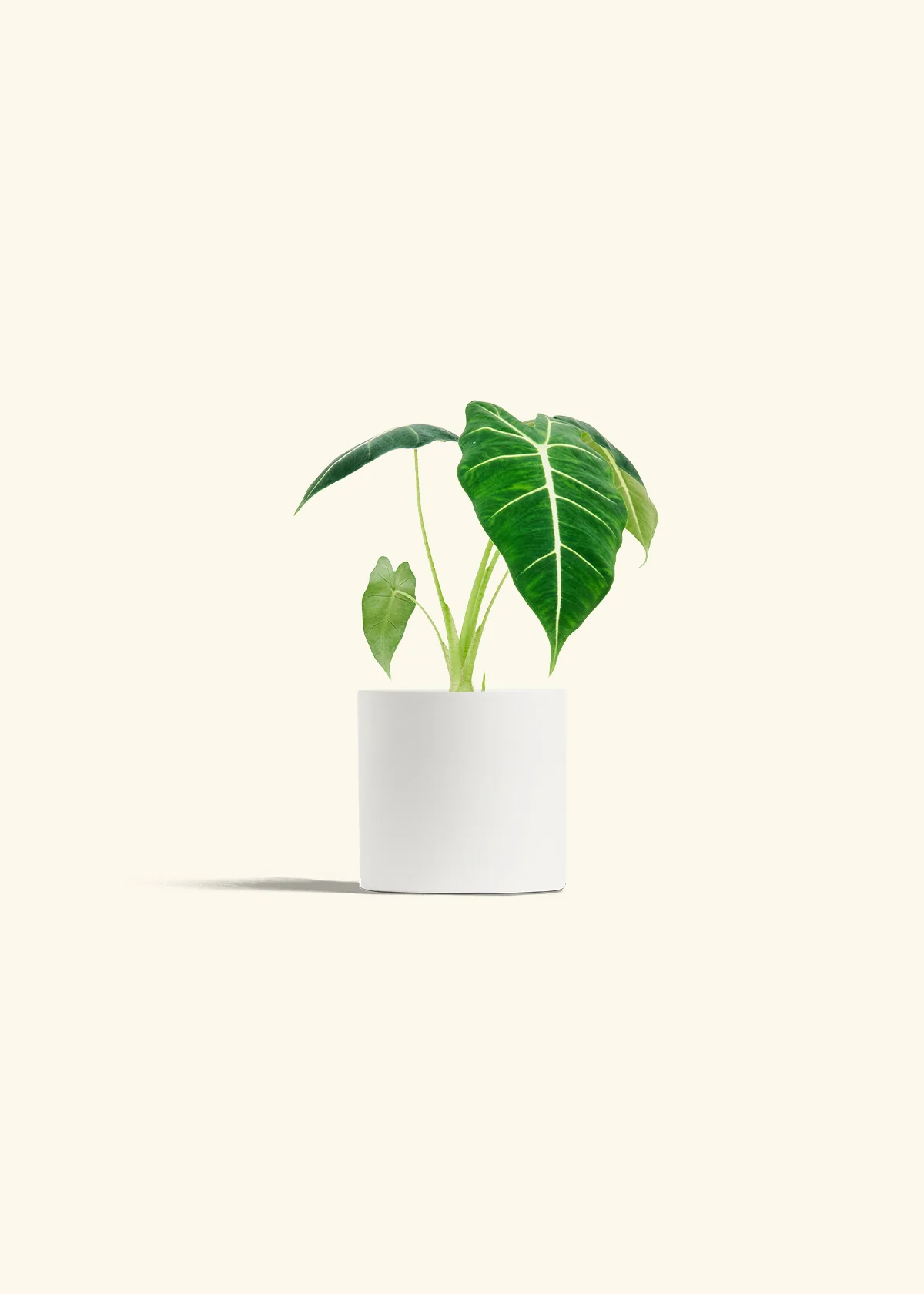 Alocasia 'Frydek', Small - Image 4