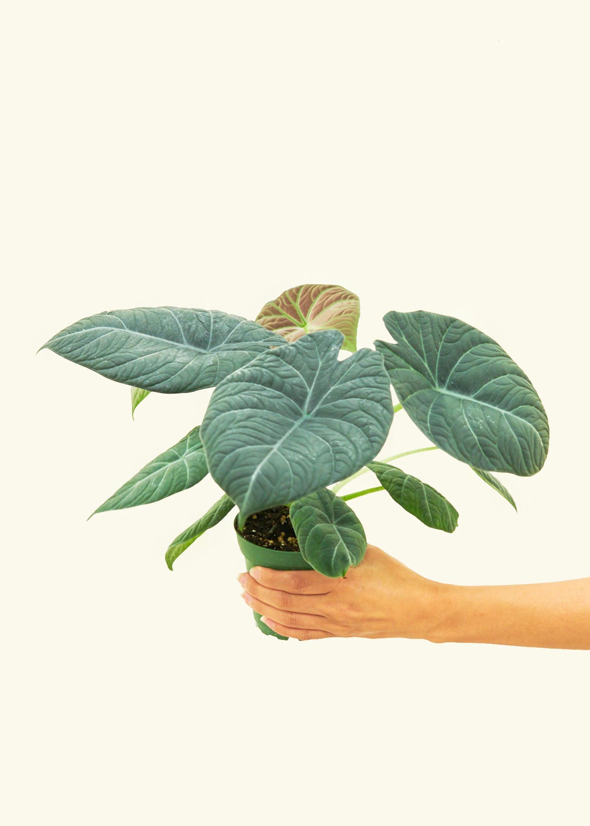 Alocasia 'Grey Dragon', Small - Image 3