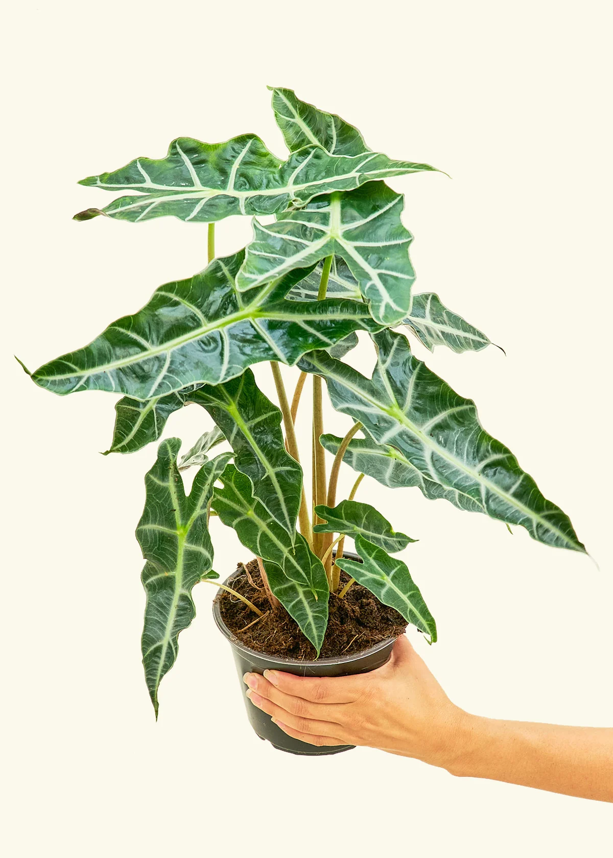 Alocasia 'Polly', Medium - Image 3