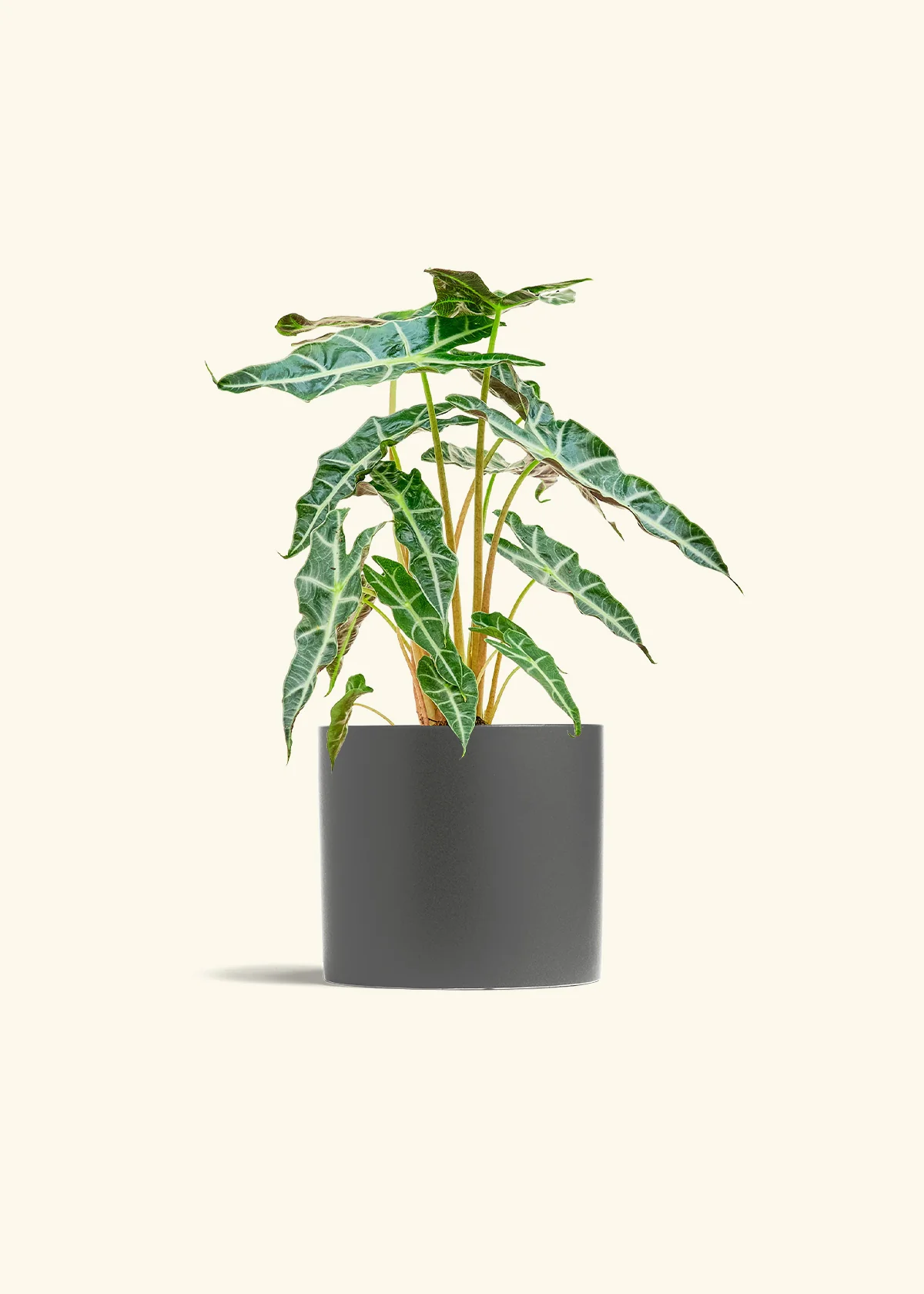 Alocasia 'Polly', Medium - Image 6