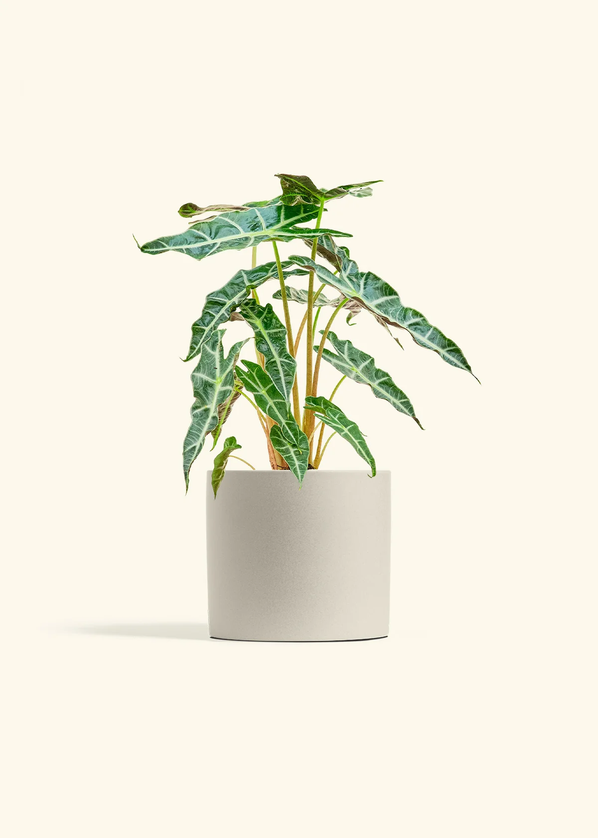 Alocasia 'Polly', Medium - Image 7