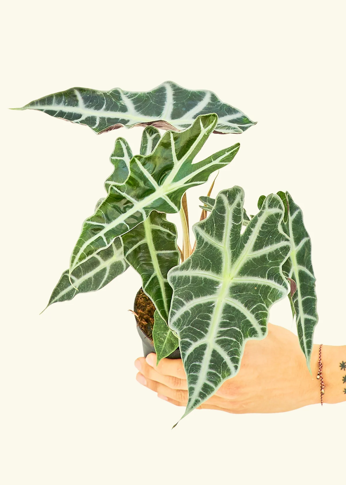 Alocasia 'Polly', Small - Image 3