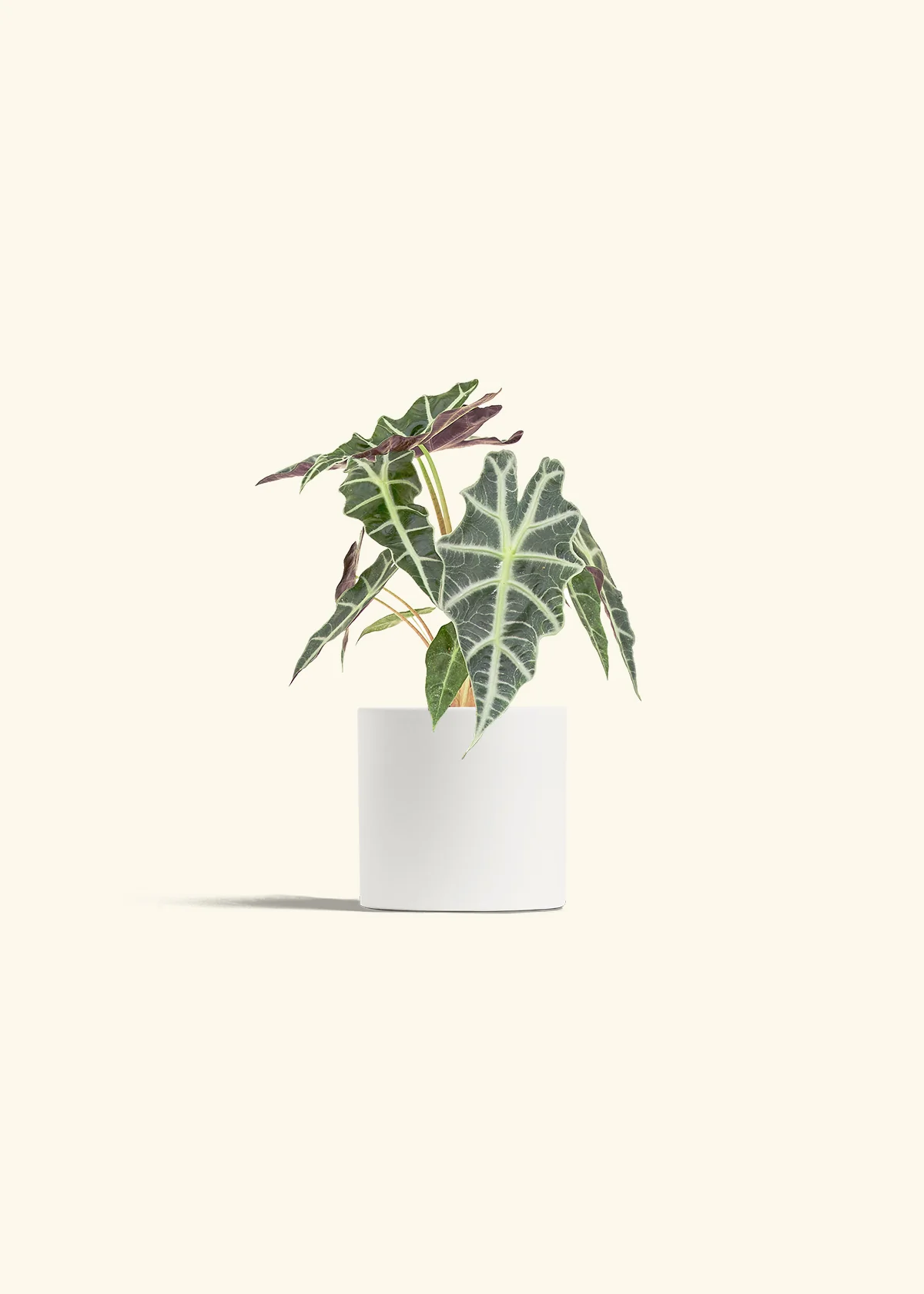 Alocasia 'Polly', Small - Image 4