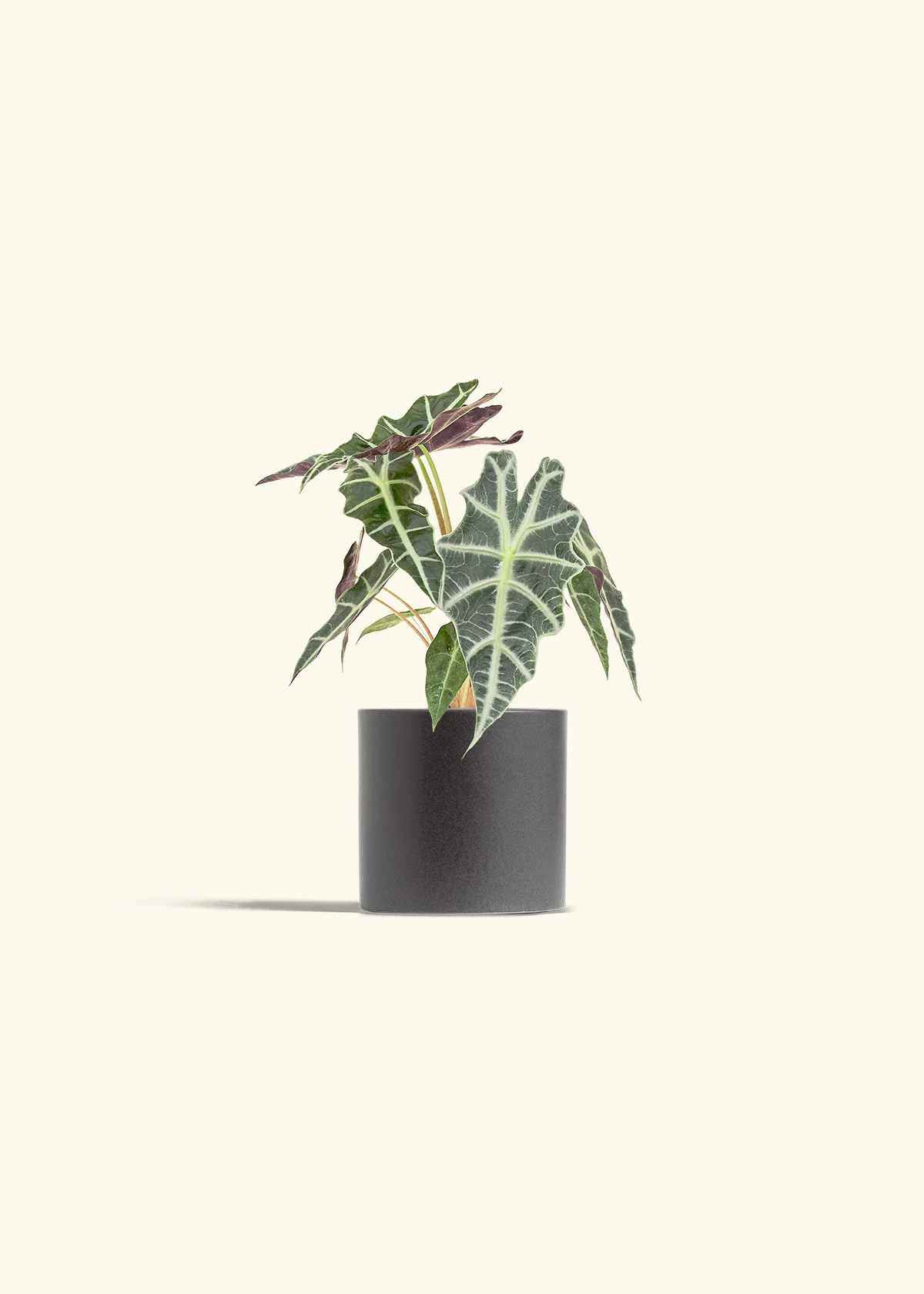 Alocasia 'Polly', Small - Image 6