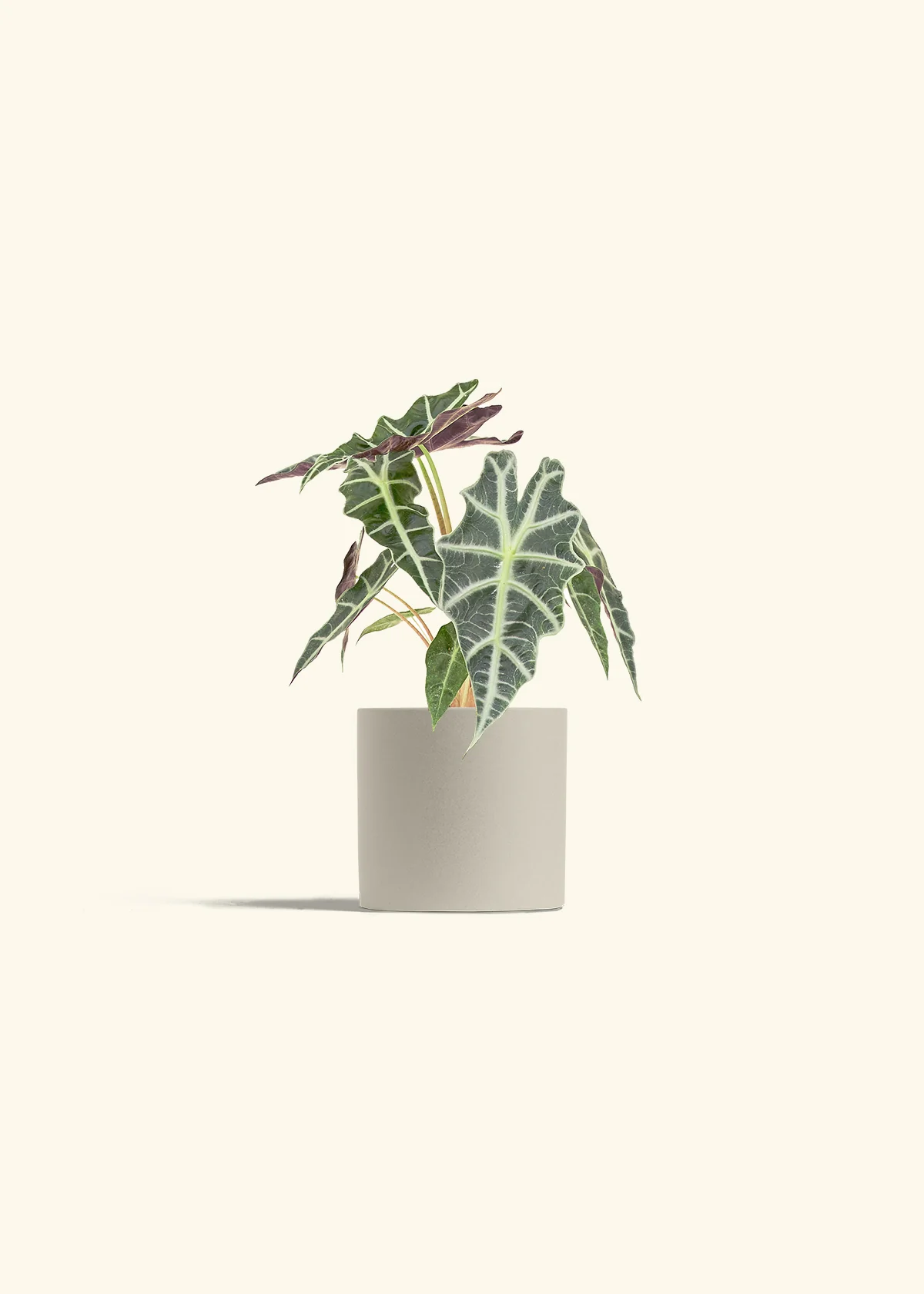 Alocasia 'Polly', Small - Image 7