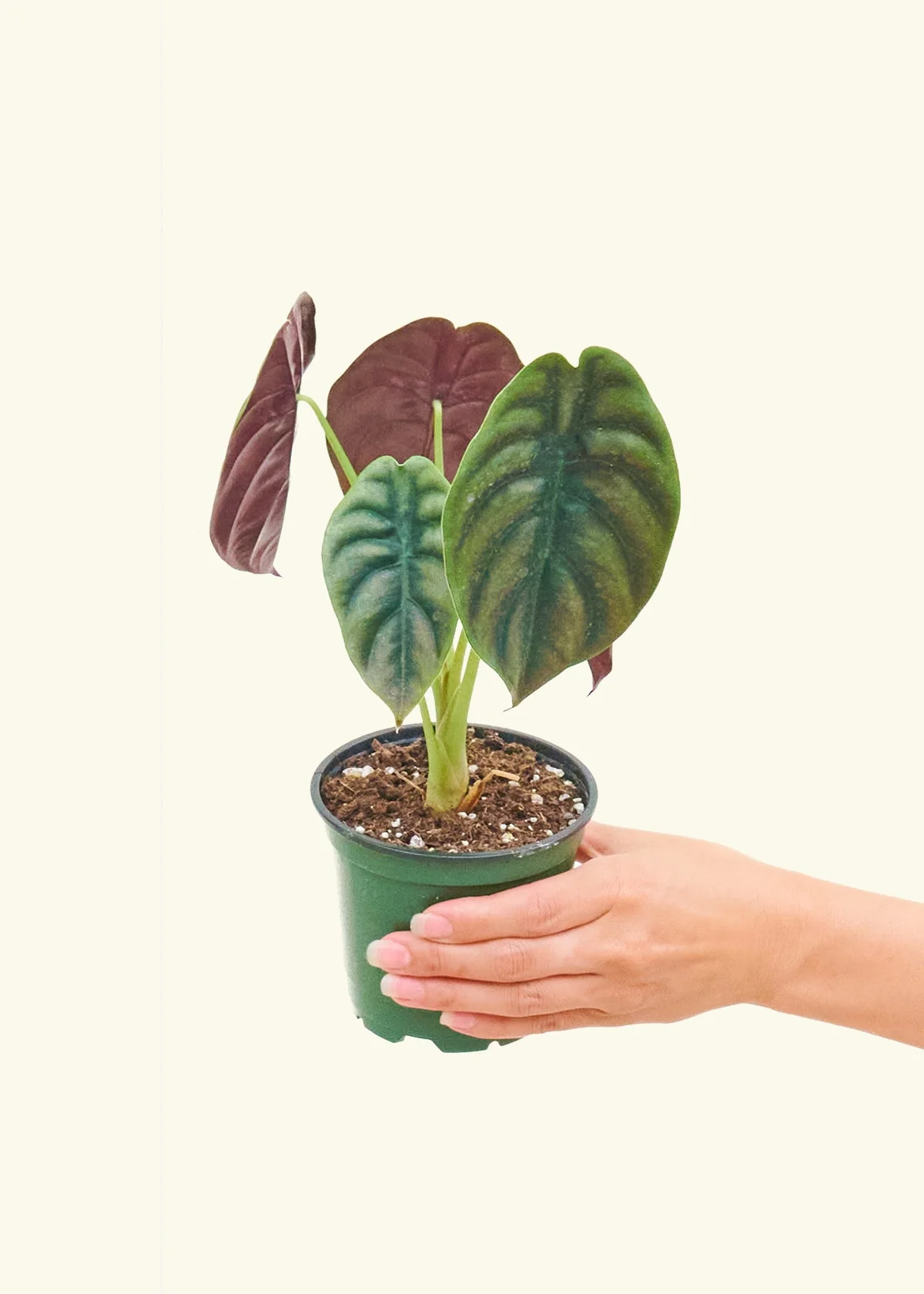 Alocasia 'Red Secret', Small - Image 3