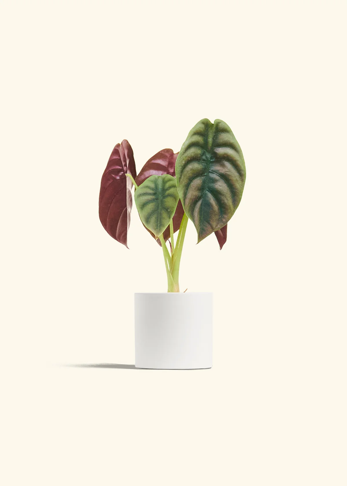 Alocasia 'Red Secret', Small - Image 4