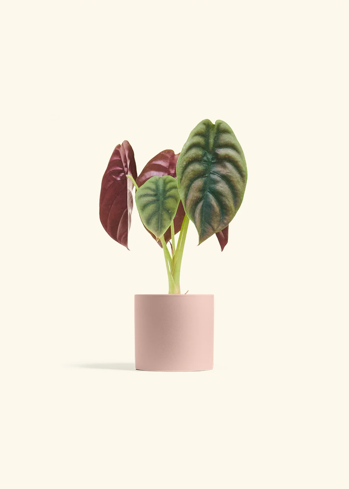 Alocasia 'Red Secret', Small - Image 5