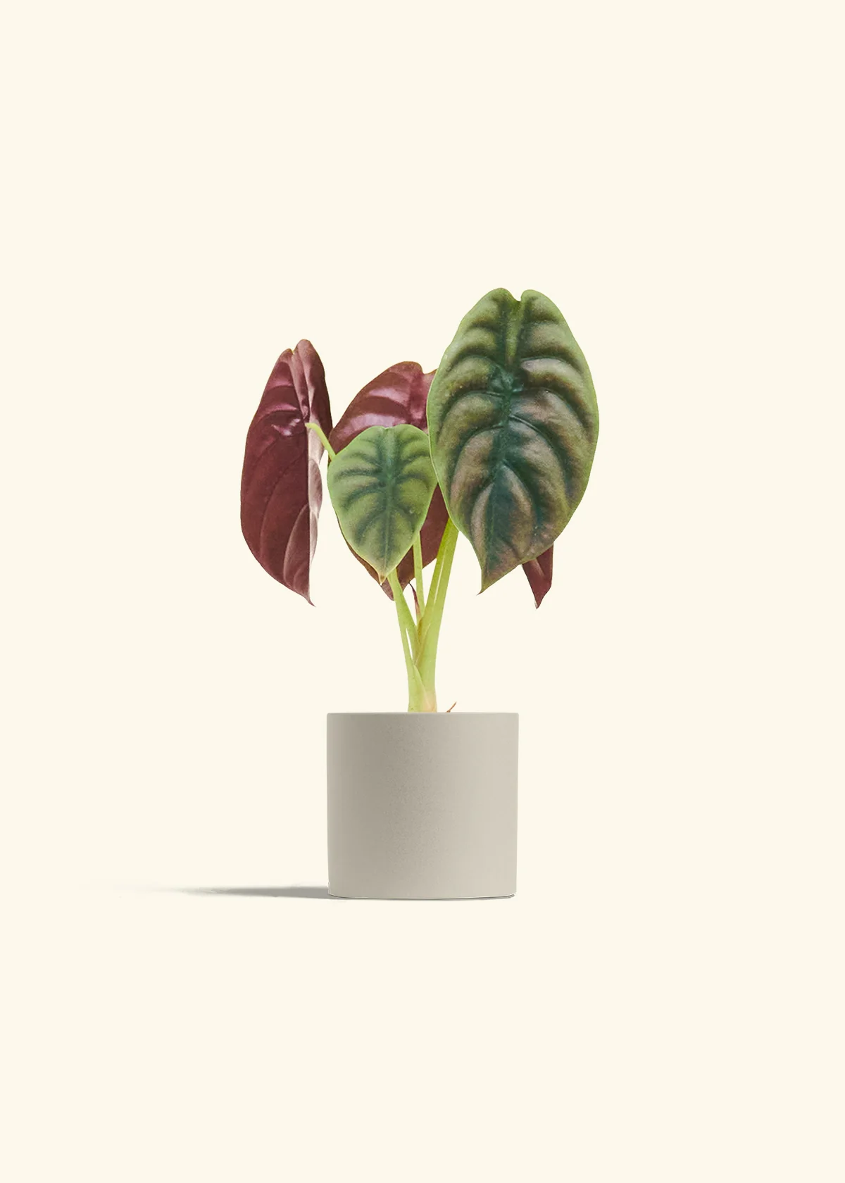 Alocasia 'Red Secret', Small - Image 6