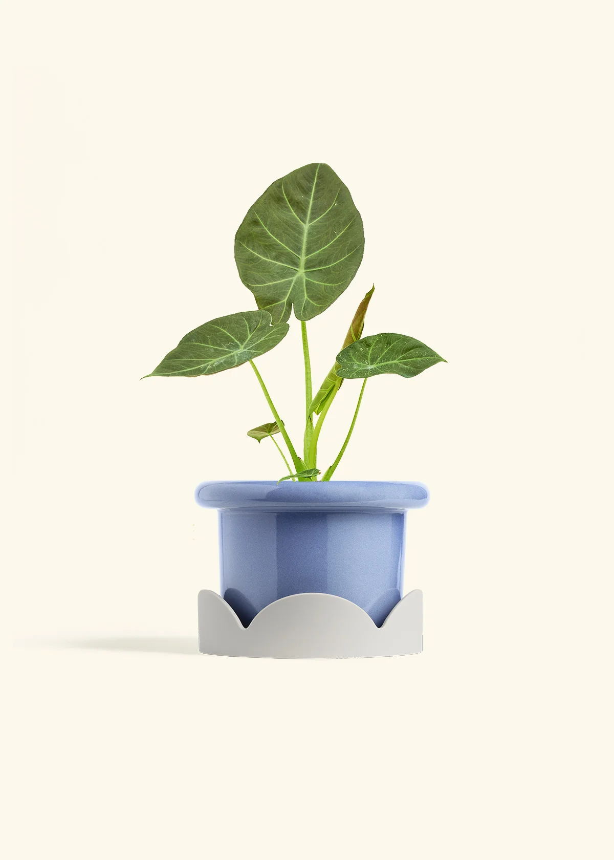 Alocasia 'Regal Shields', Medium - Image 10