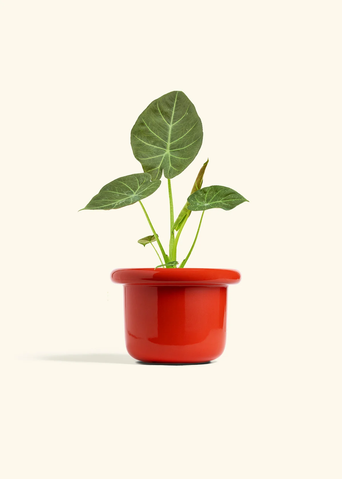 Alocasia 'Regal Shields', Medium - Image 12