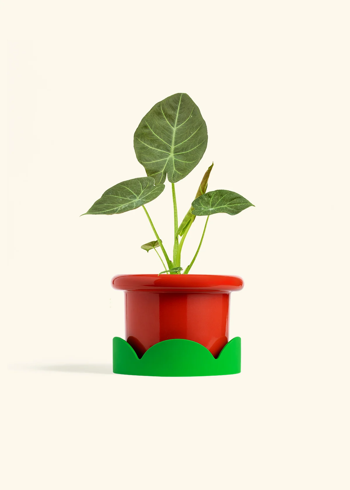 Alocasia 'Regal Shields', Medium - Image 13