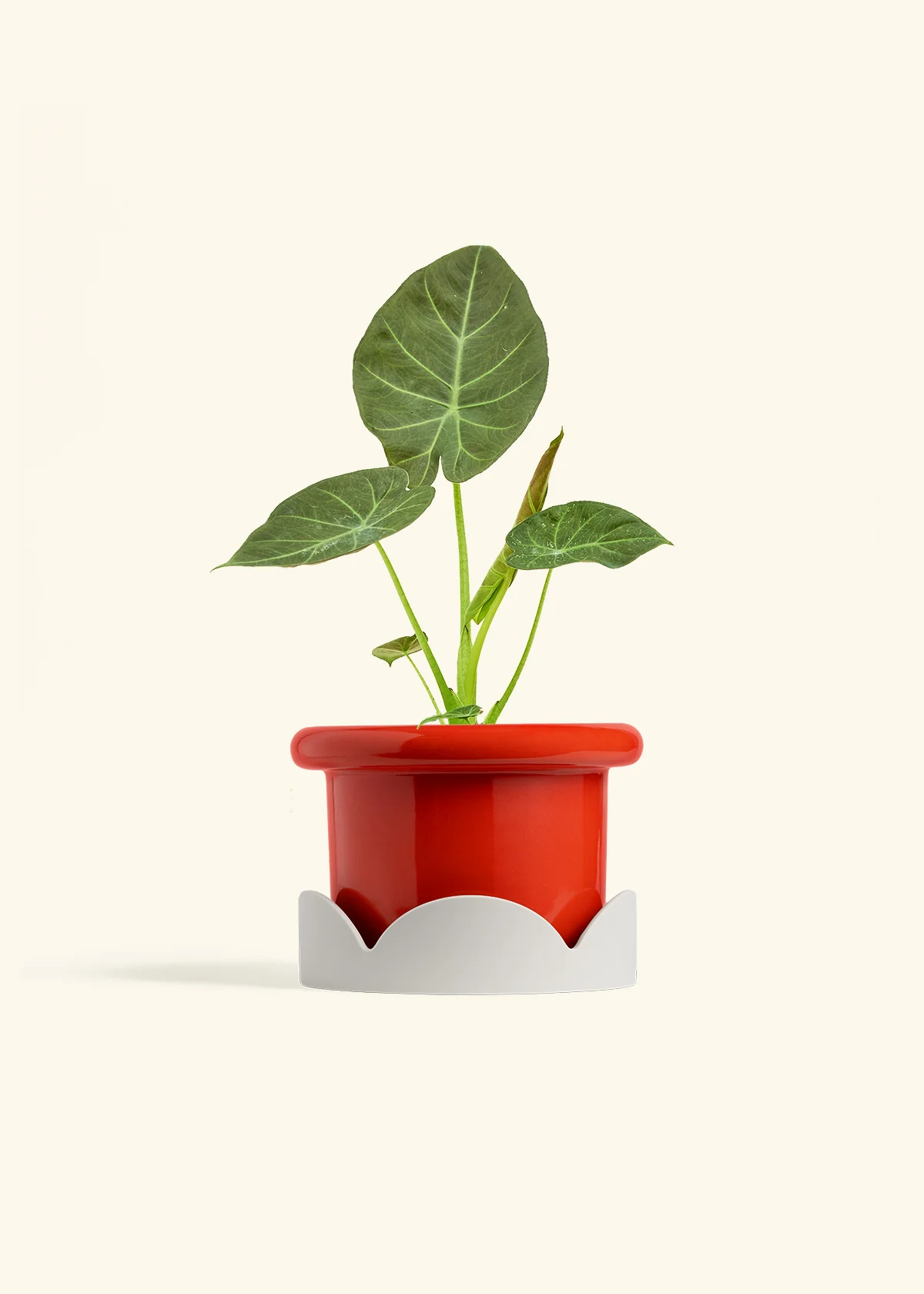 Alocasia 'Regal Shields', Medium - Image 14