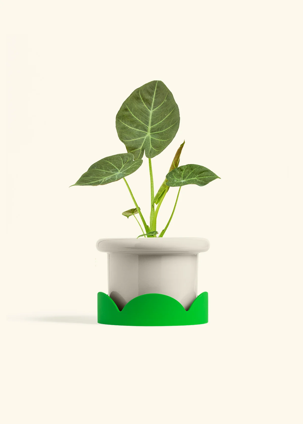 Alocasia 'Regal Shields', Medium - Image 17