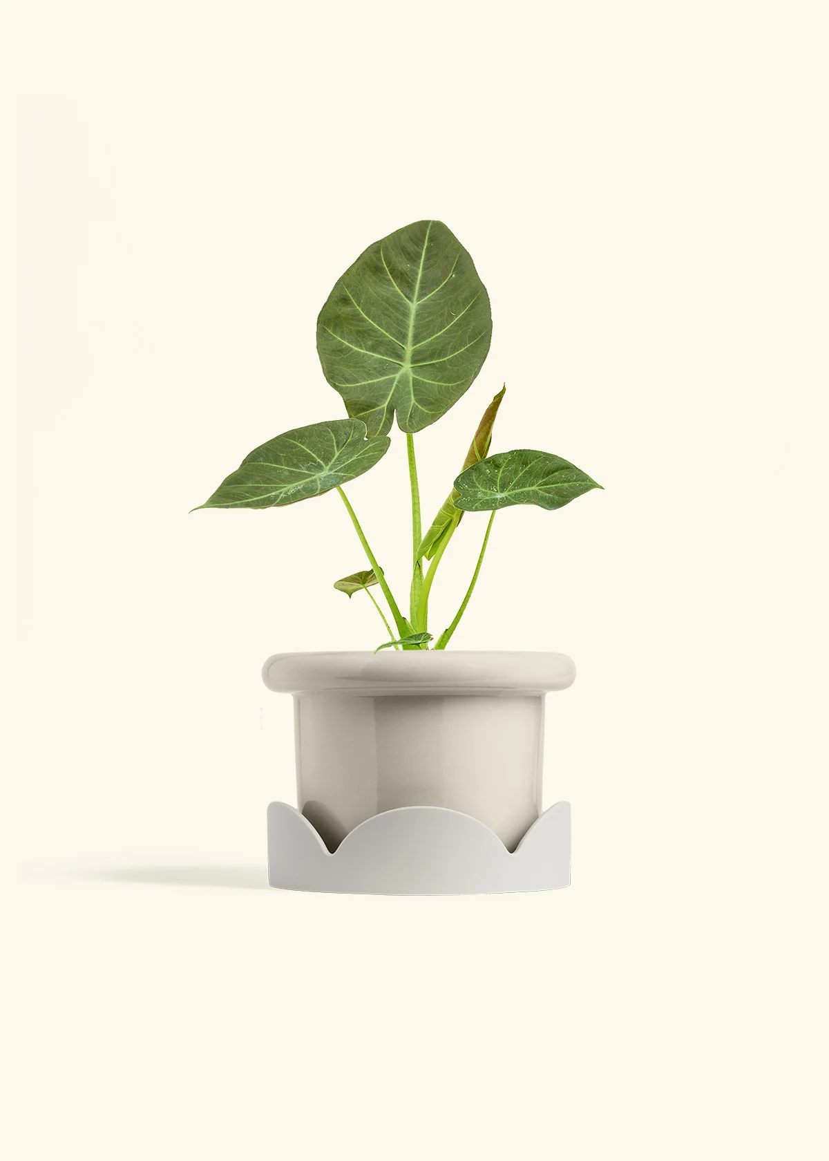 Alocasia 'Regal Shields', Medium - Image 18