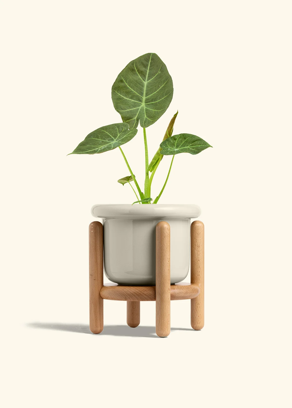 Alocasia 'Regal Shields', Medium - Image 19