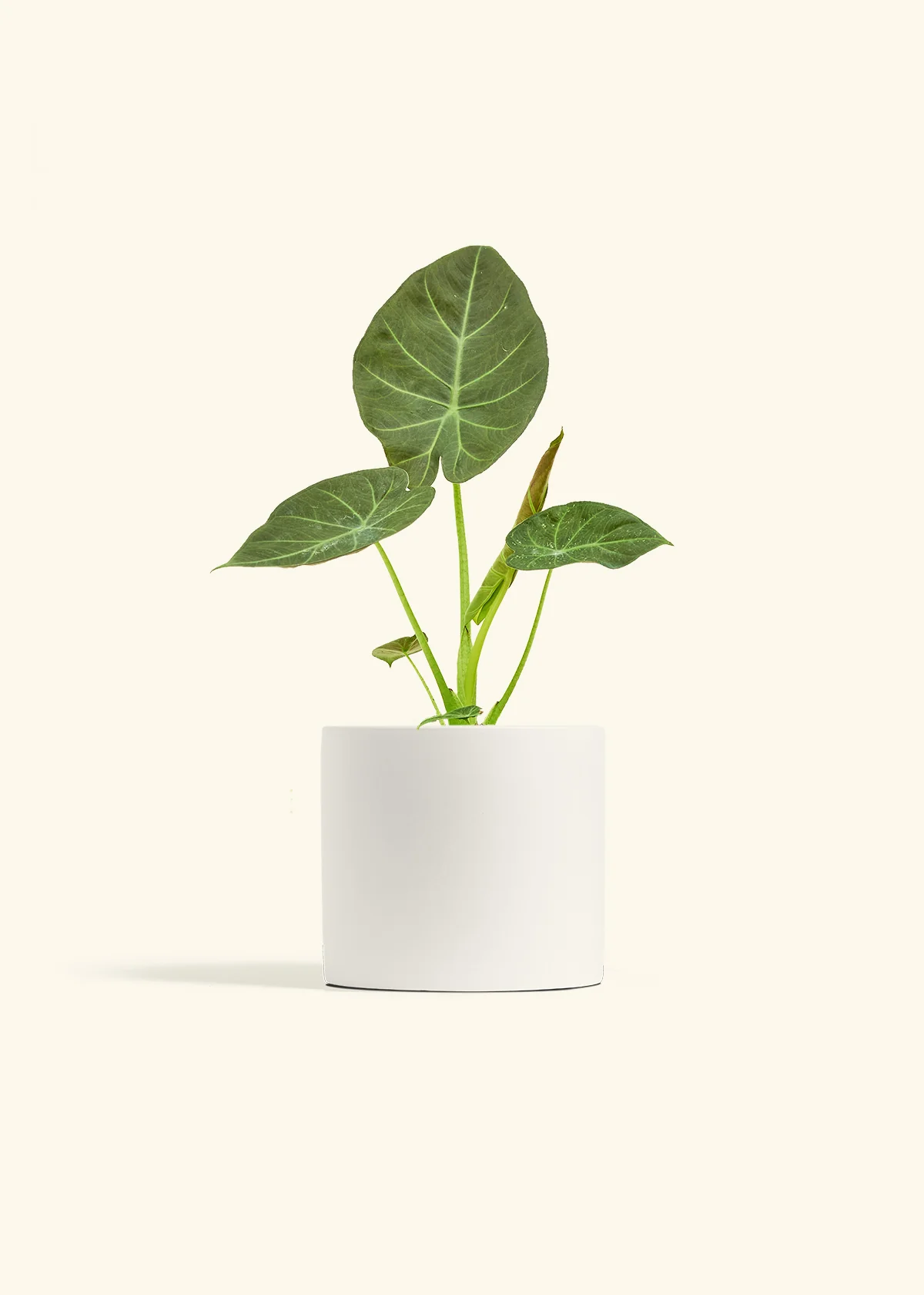 Alocasia 'Regal Shields', Medium - Image 20