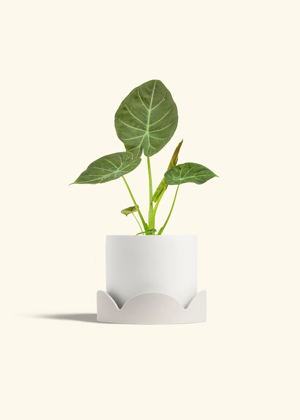 Alocasia 'Regal Shields', Medium - Image 22