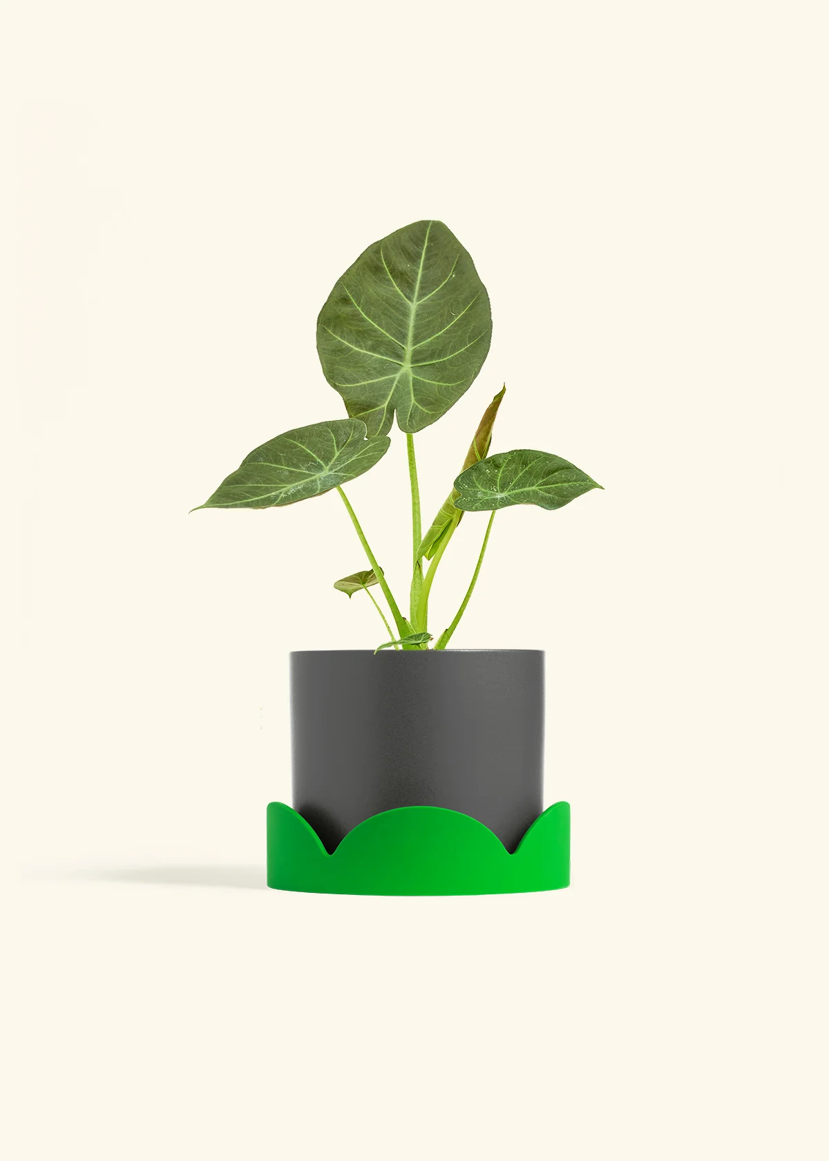 Alocasia 'Regal Shields', Medium - Image 29