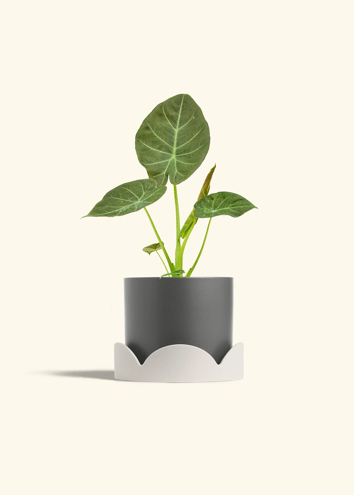 Alocasia 'Regal Shields', Medium - Image 30