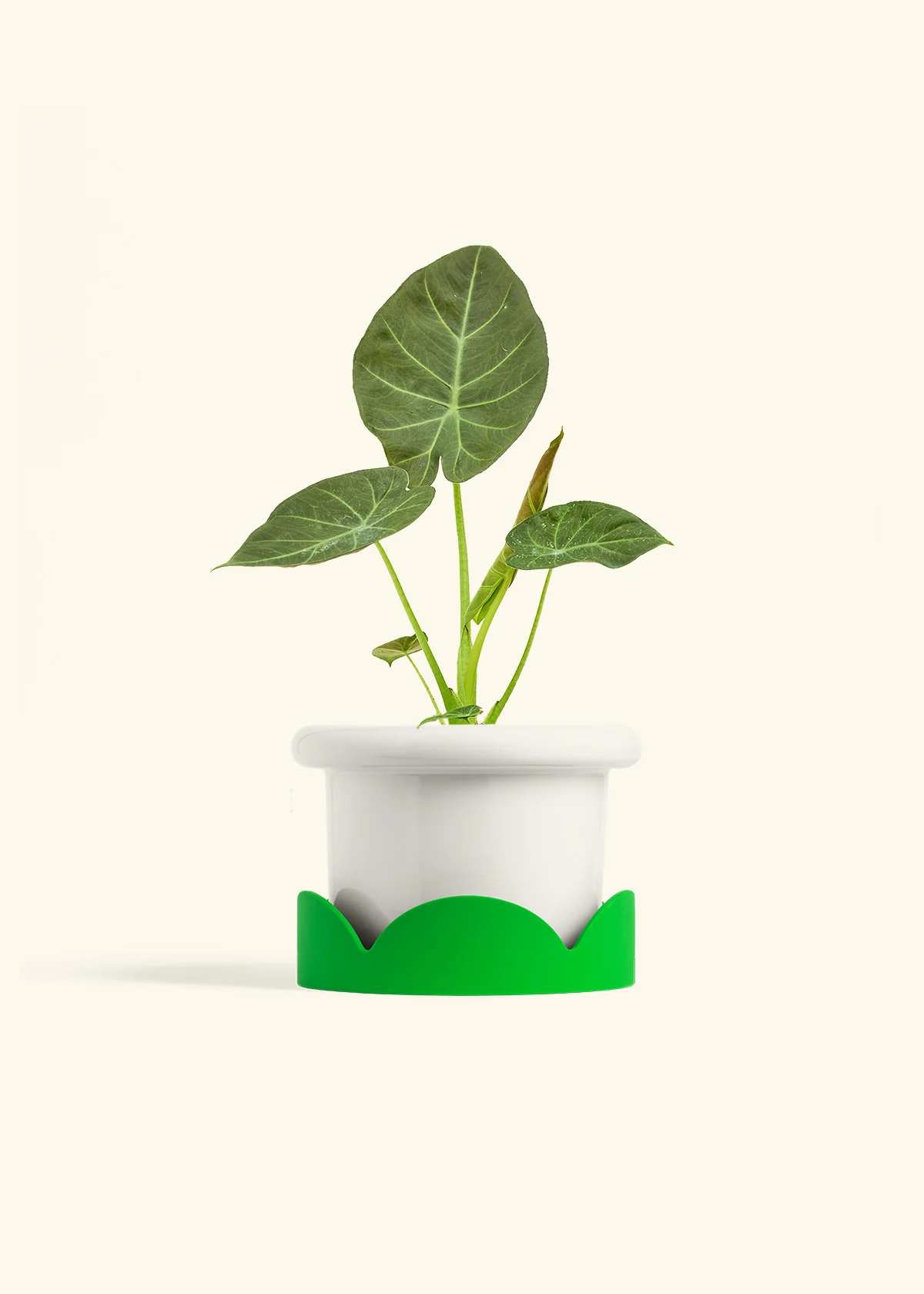 Alocasia 'Regal Shields', Medium - Image 5